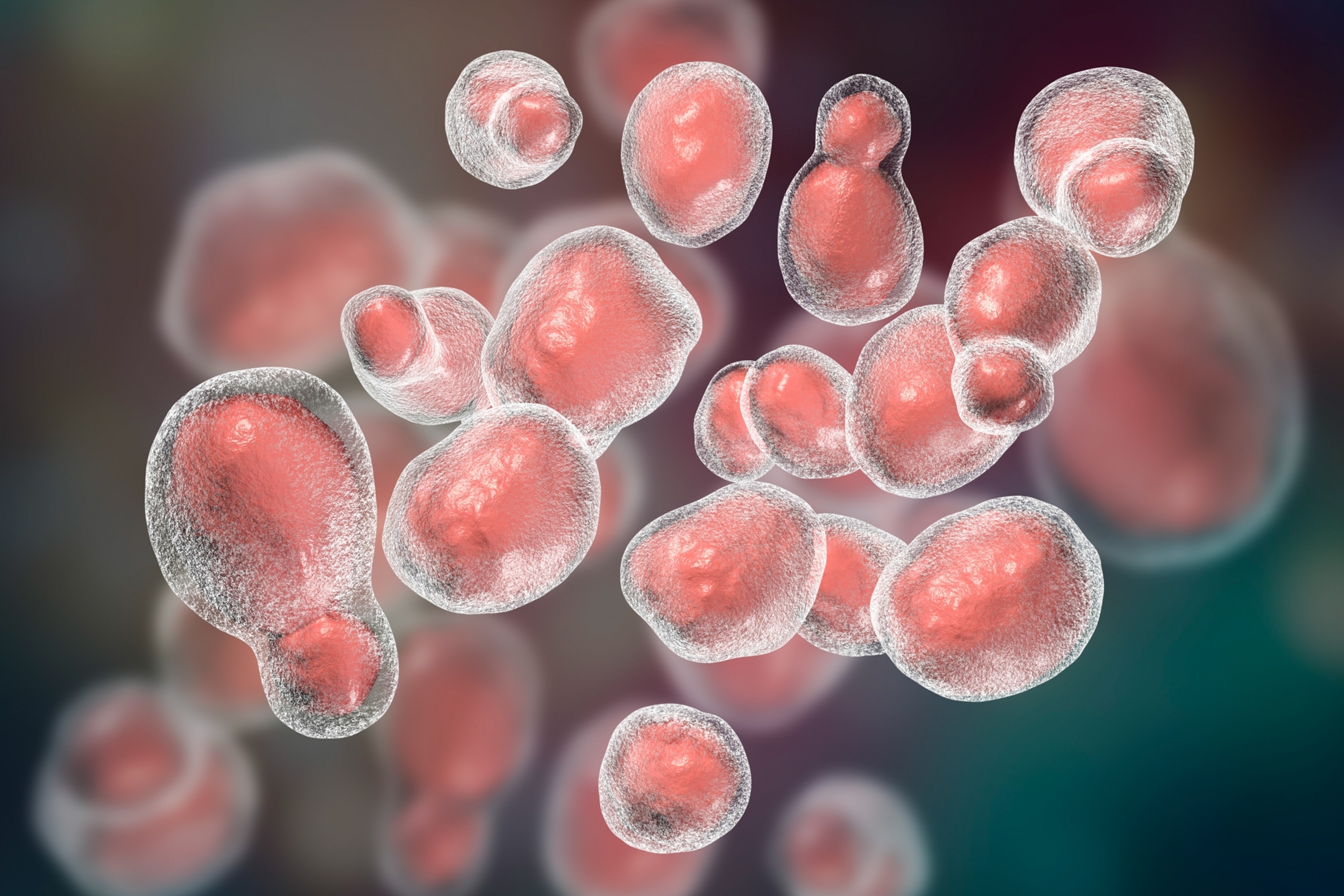 An illustration of round, irregular fungi