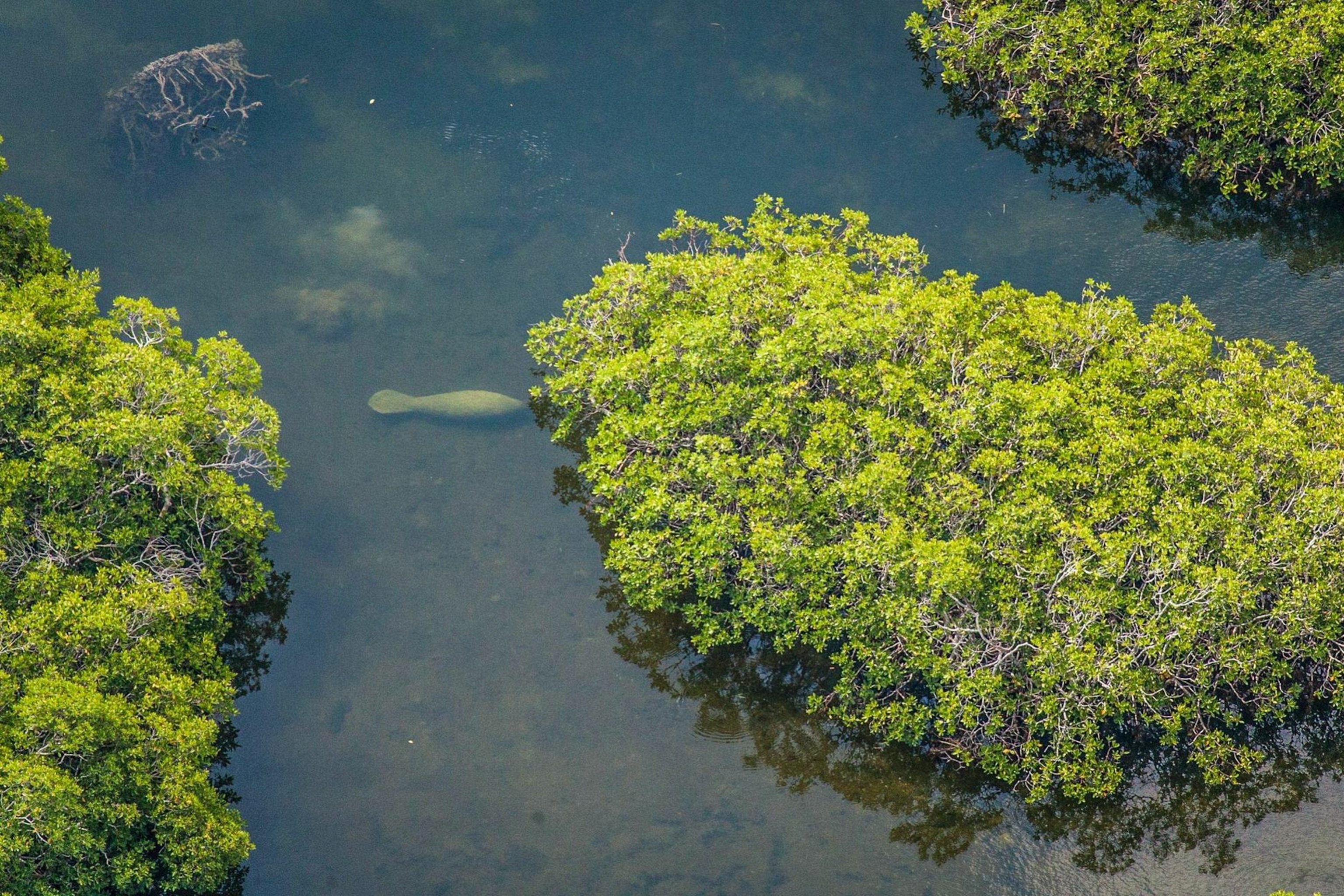 a manatee resting among pristine mangroves in Belize