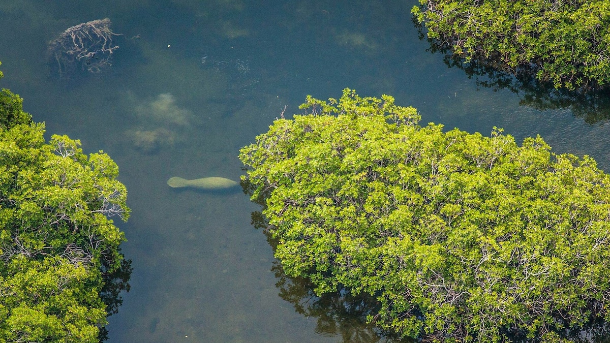 Aerial Survey Spots Record Number of Manatees - National Geographic