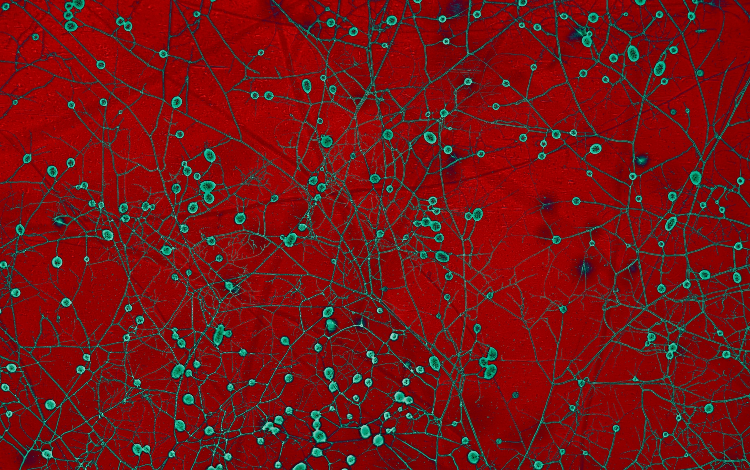 Intricate network of teal lines and circles on a vivid red background
