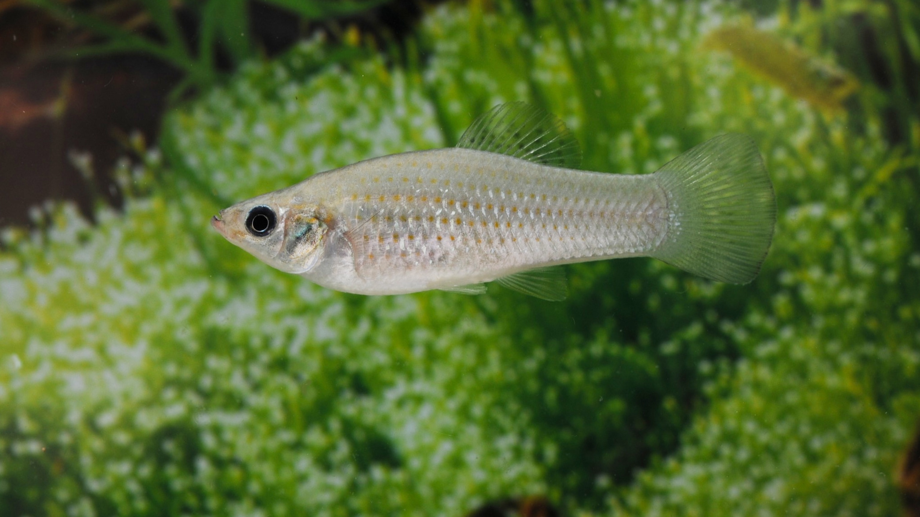 This fish has cloned itself for 100,000 years. Scientists just figured out how.