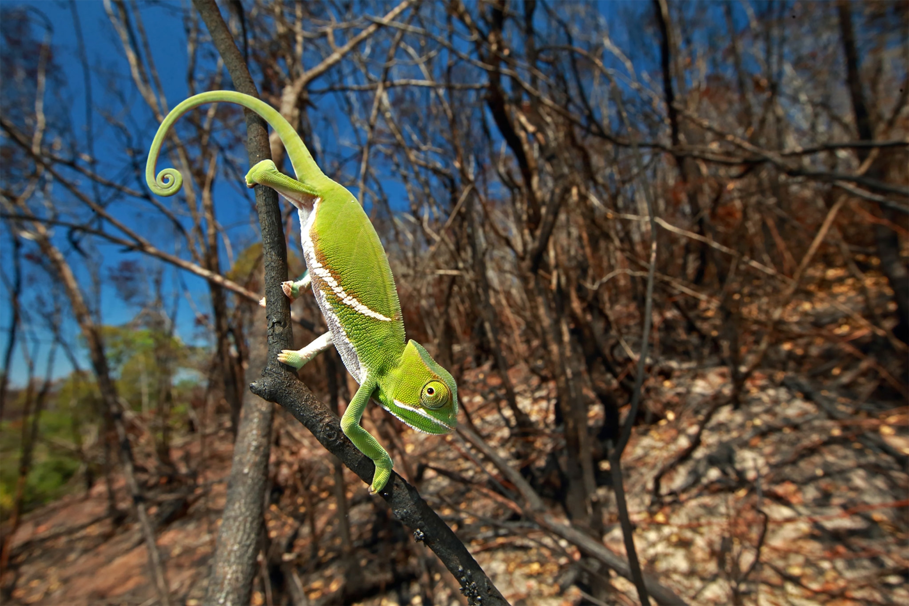 a green chameleon