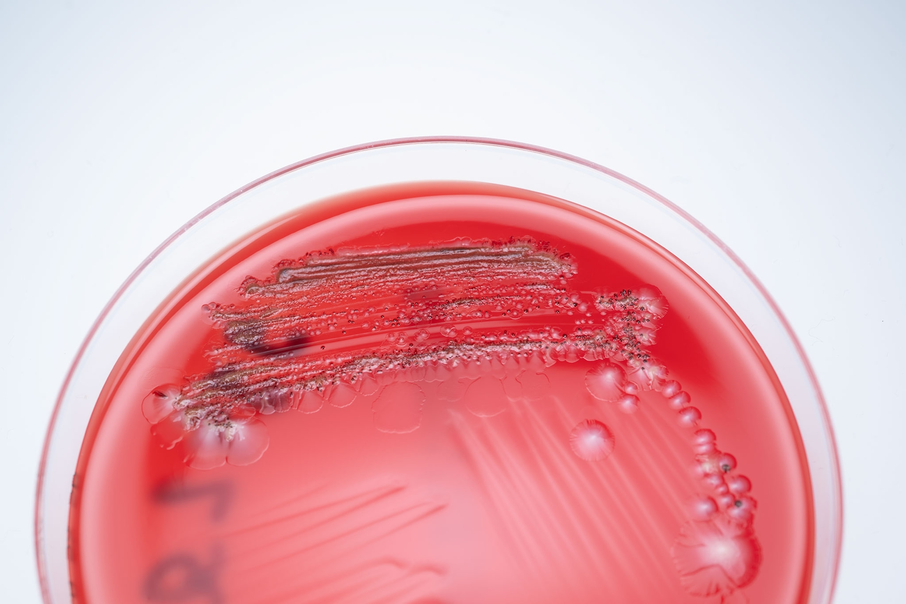 A red gelatinous substance with black and white markings.