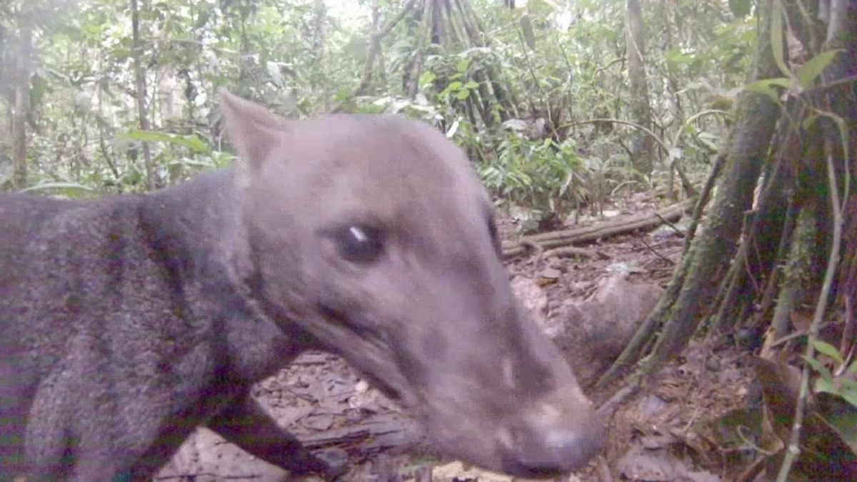 Rare Amazon Jungle Dog Caught on Video