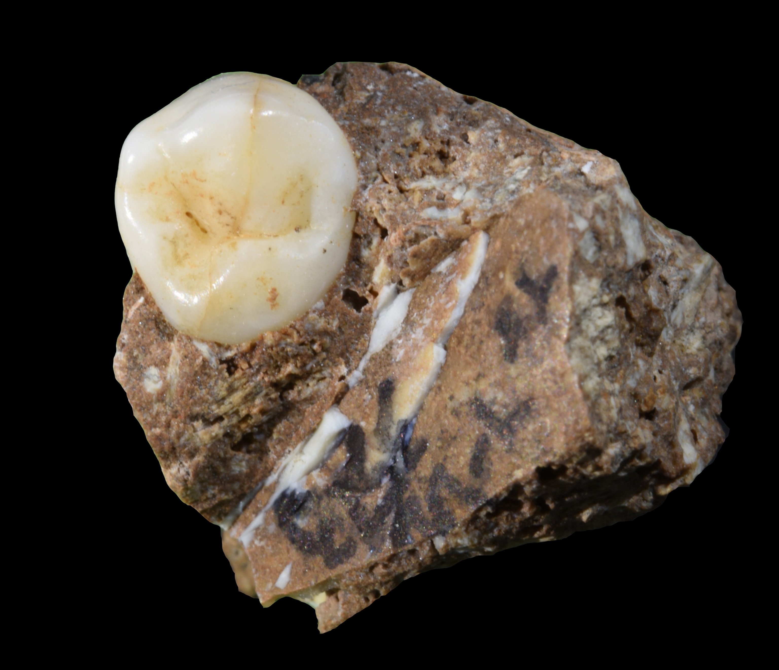 Pale gray and brown fossil on a black background