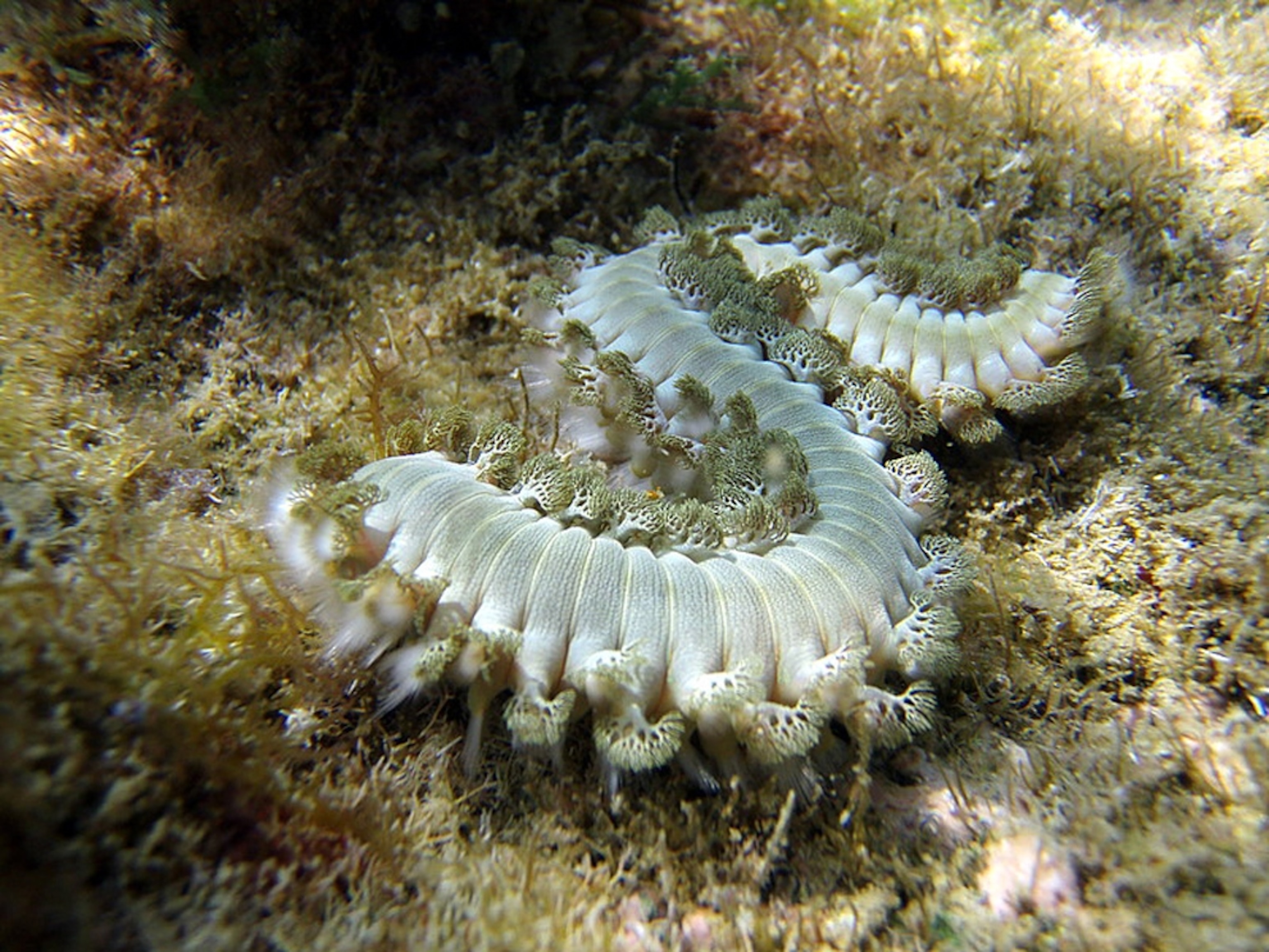 a bearded fireworm, a Census of Marine Life species representing the diversity of 25 ocean areas
