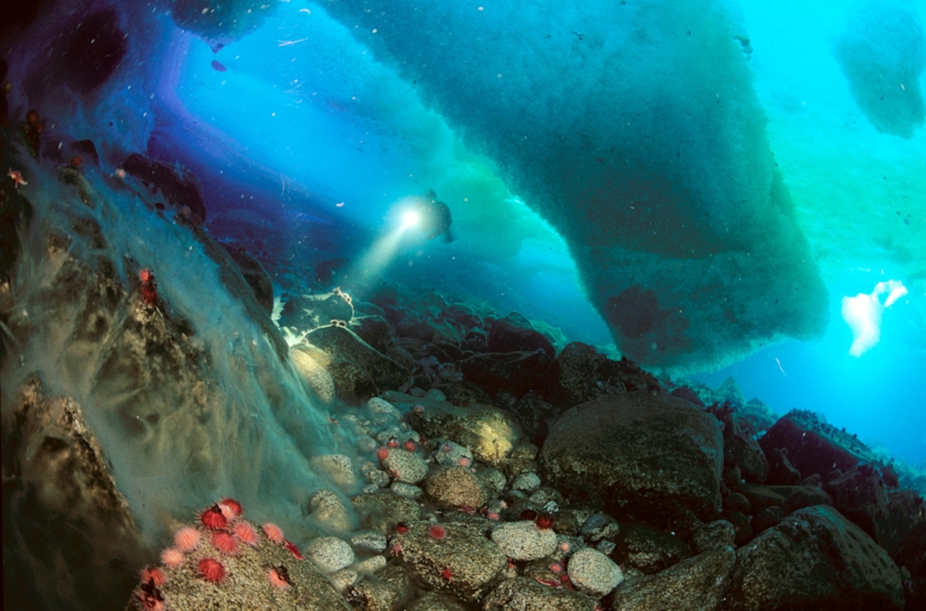 Scuba diver under frozen waters in Antarctica