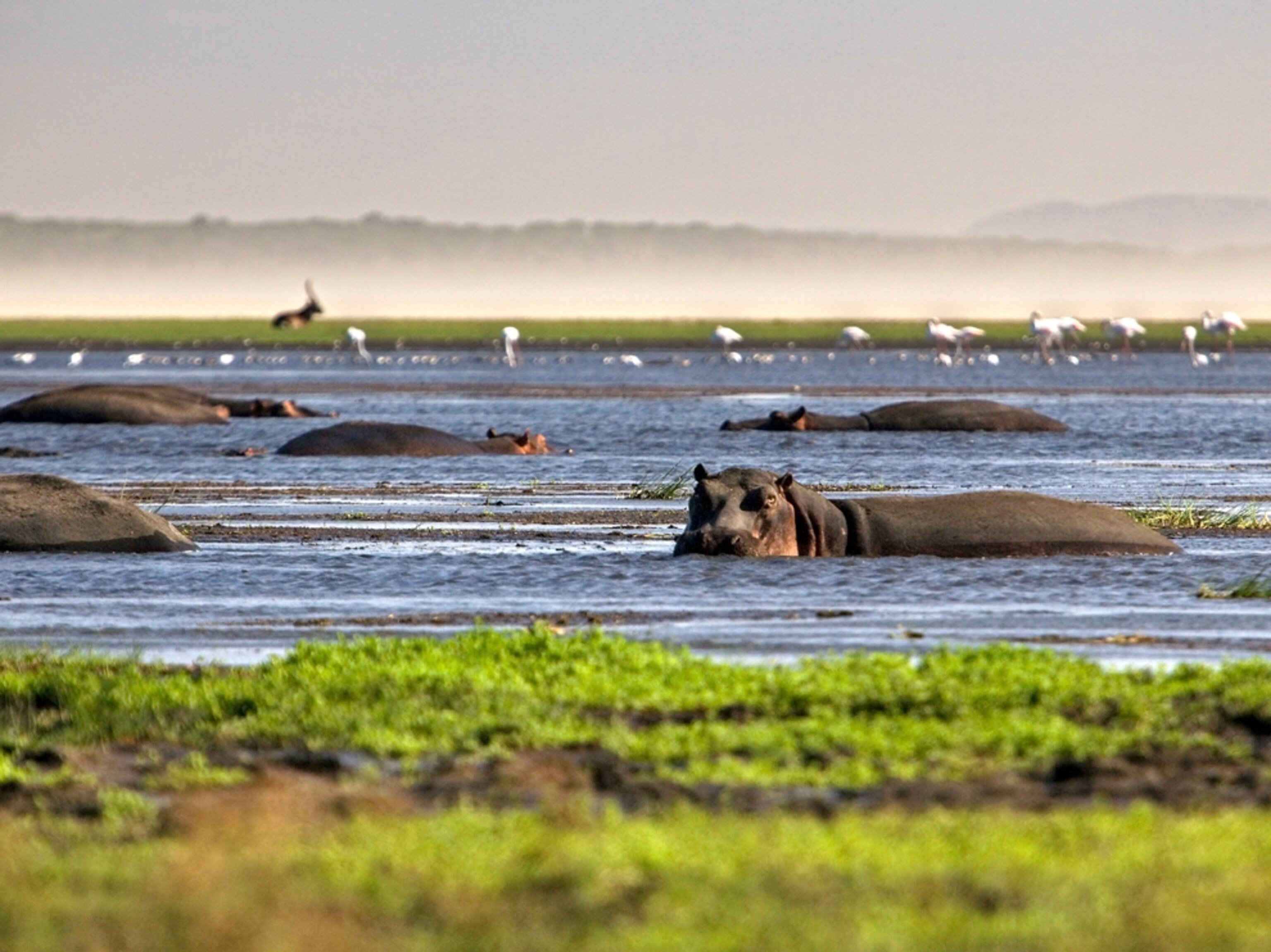 Photos: Hippos in the Great St. Lucia Wetlands Park