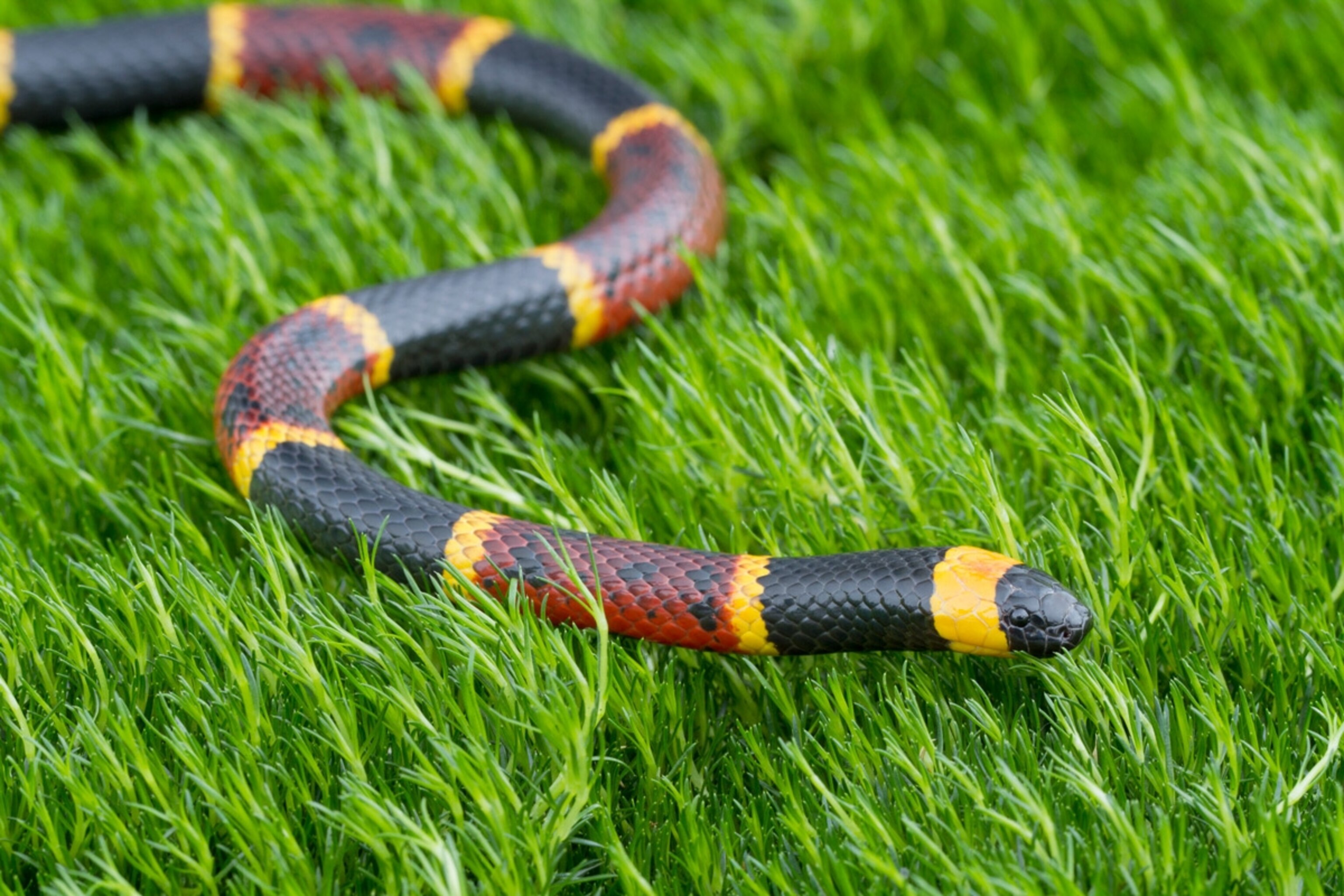 Eastern Coral Snake
