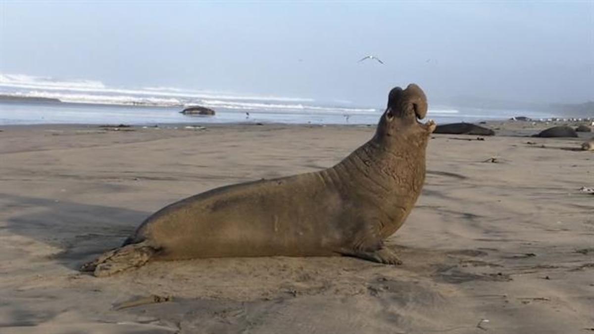 Elephant Seals Recognize Their Rivals’ Voices—Hear Their Calls