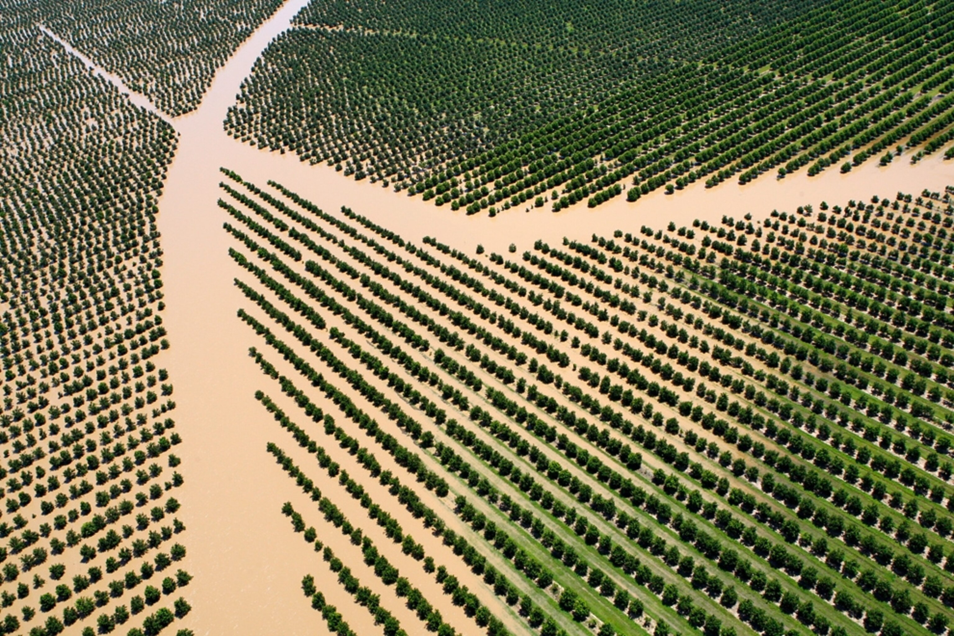 Precise rows of crops are submerged by floodwaters