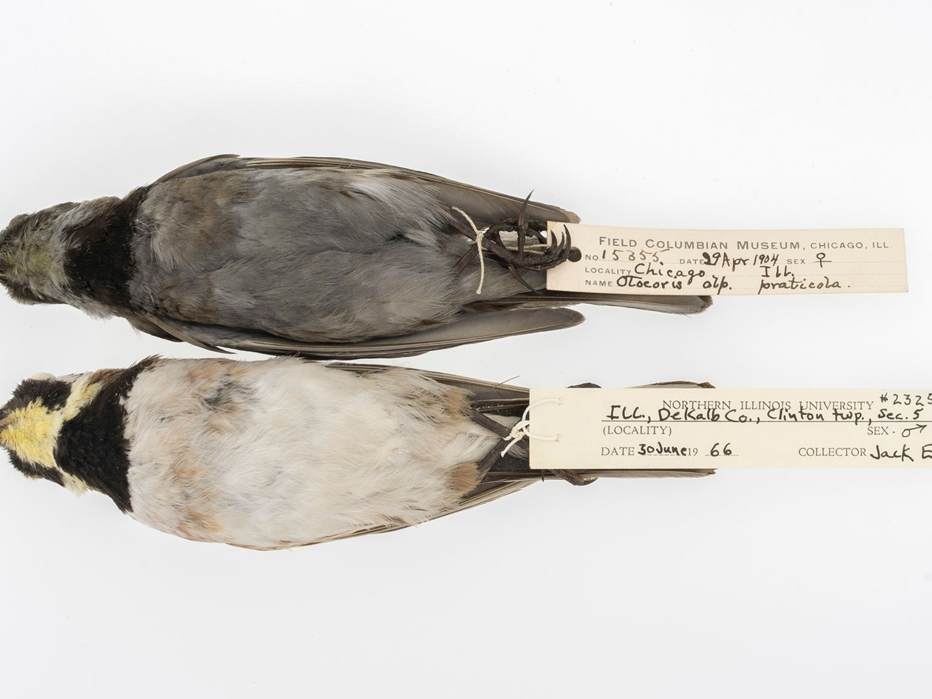 Is birds bad for asthma? birdsmentor