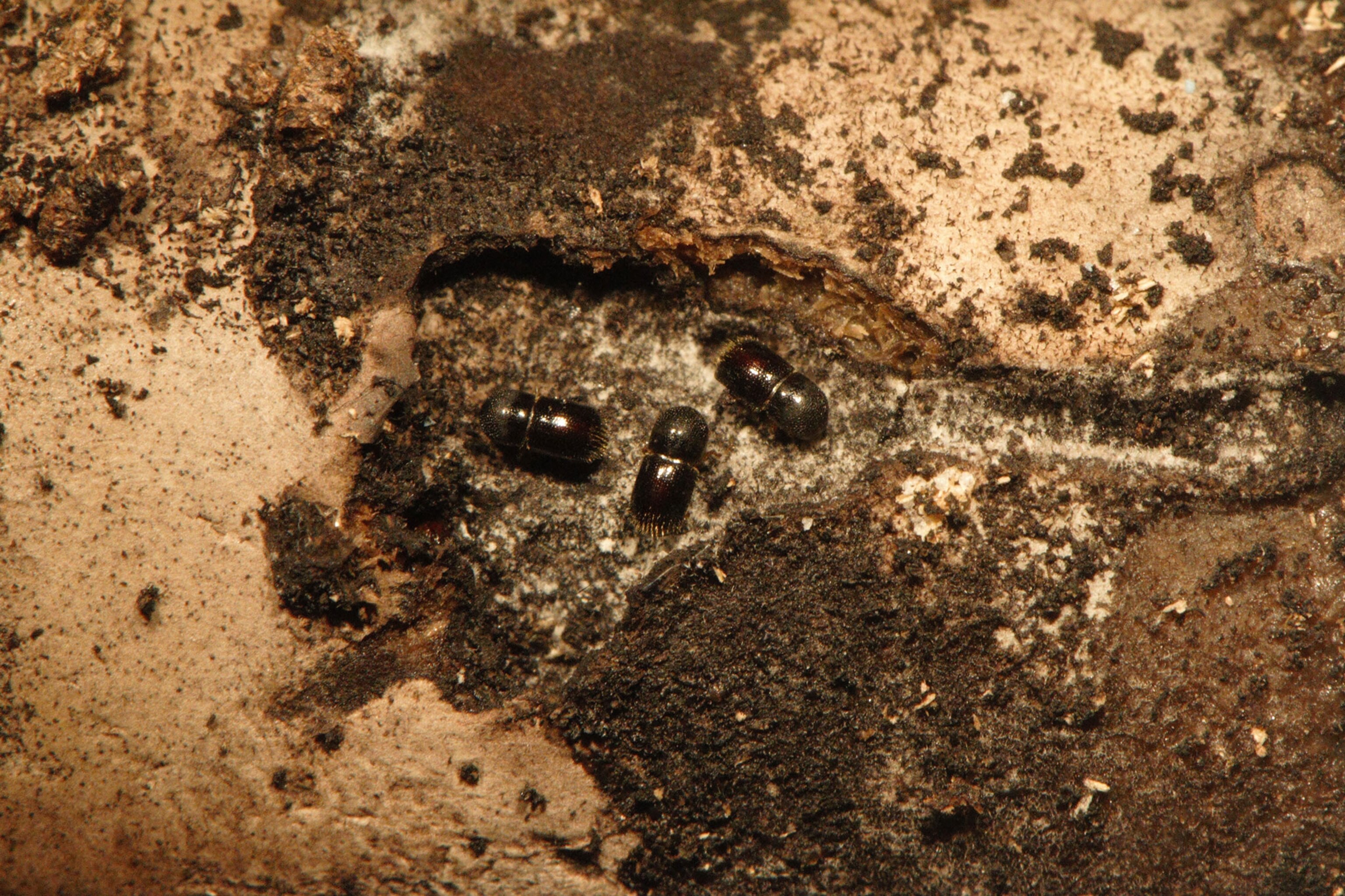 adult female ambrosia beetles