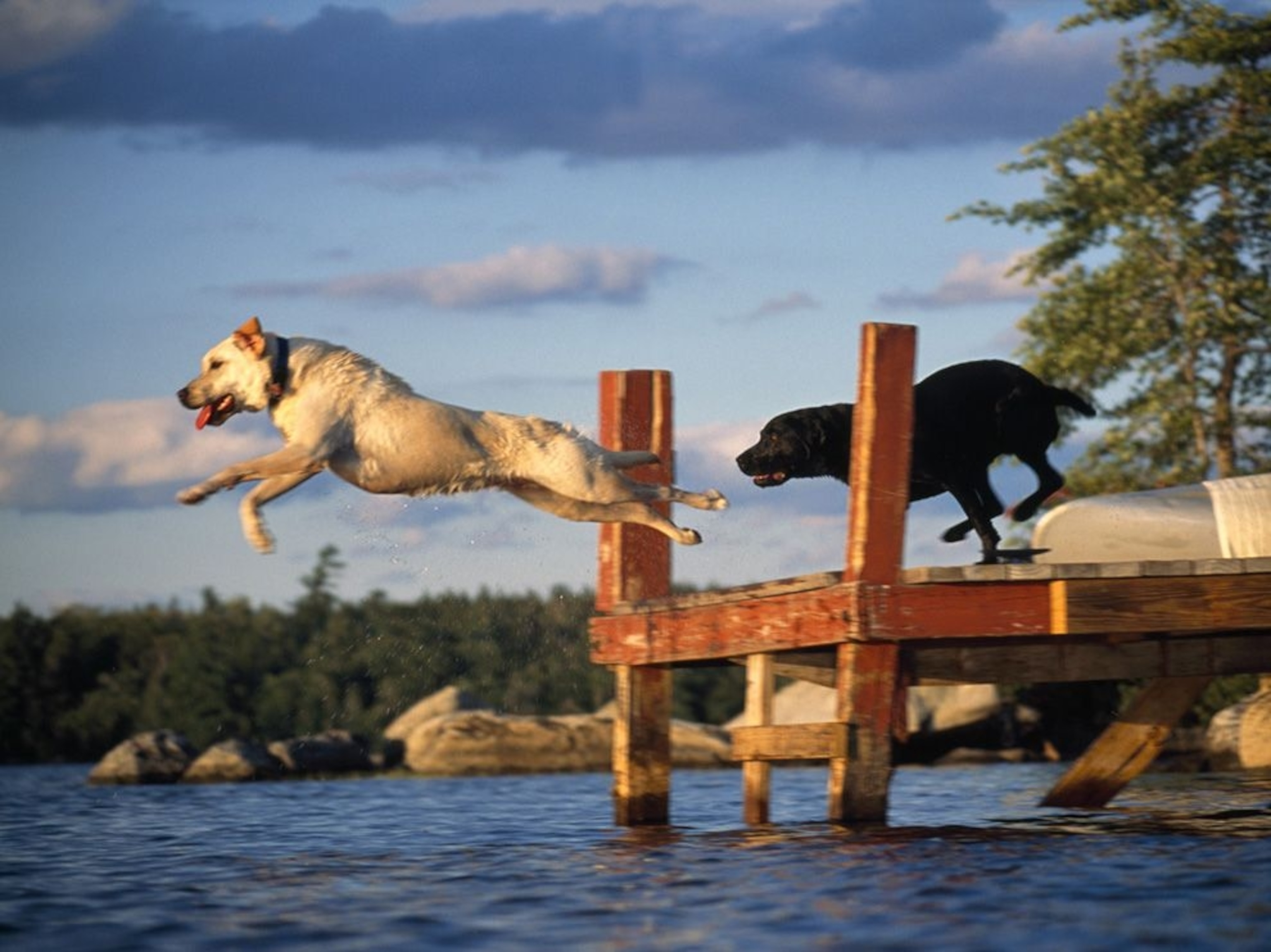 dogs jumpimg off dock at Squam Lake