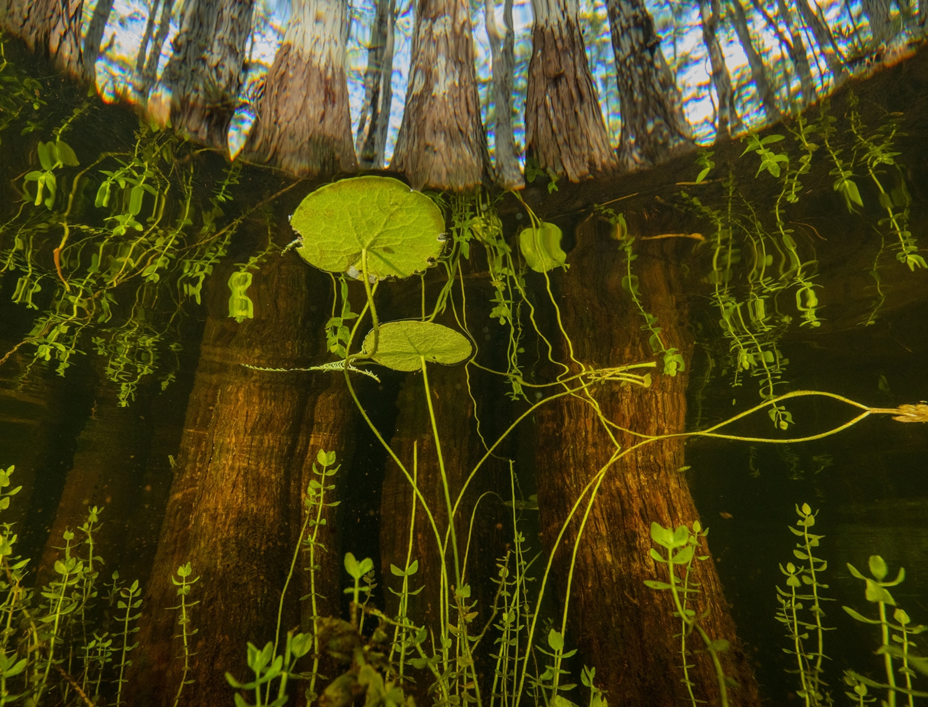 lilypads float atop water, as seen from underwater