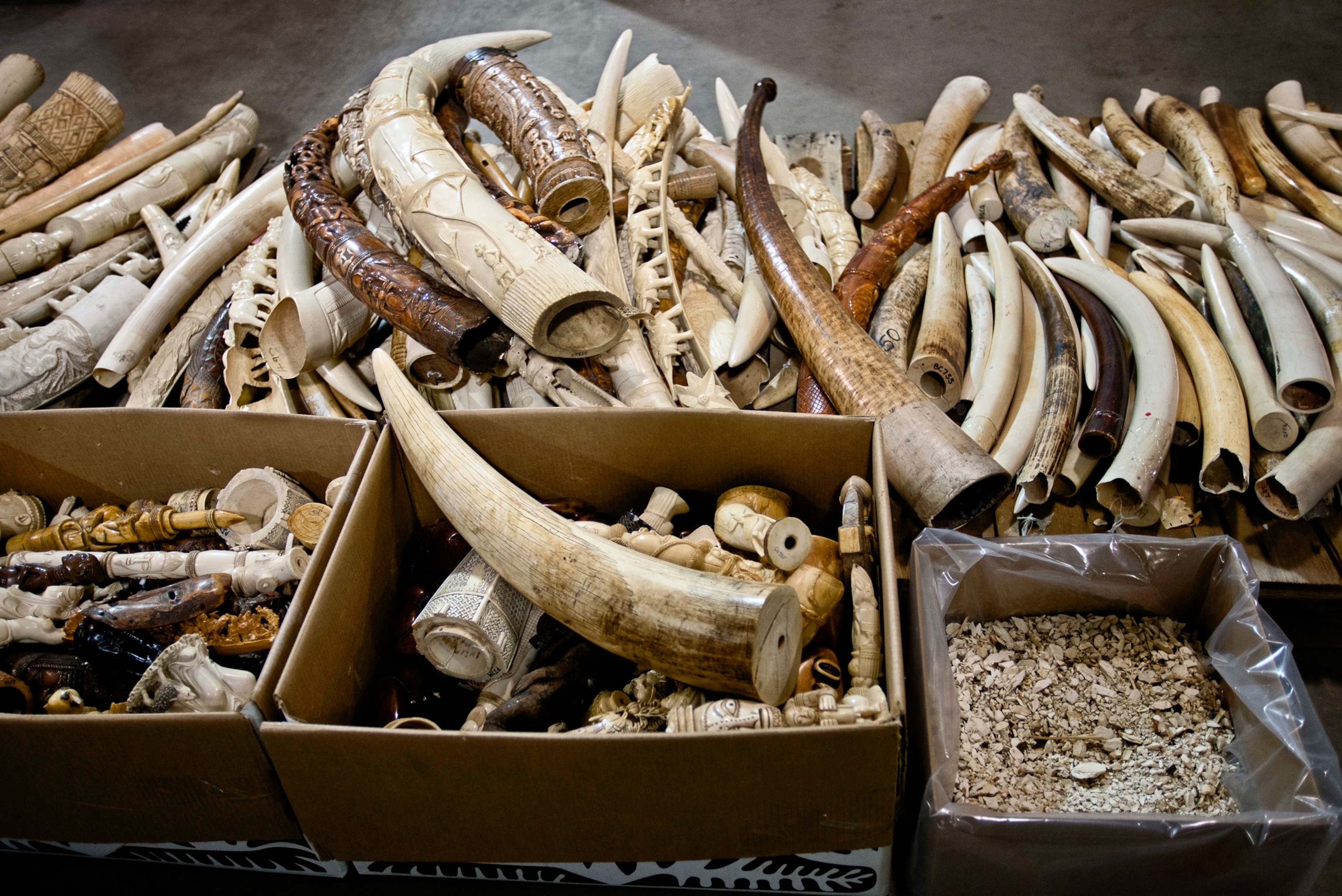 a rhino shot by poachers.