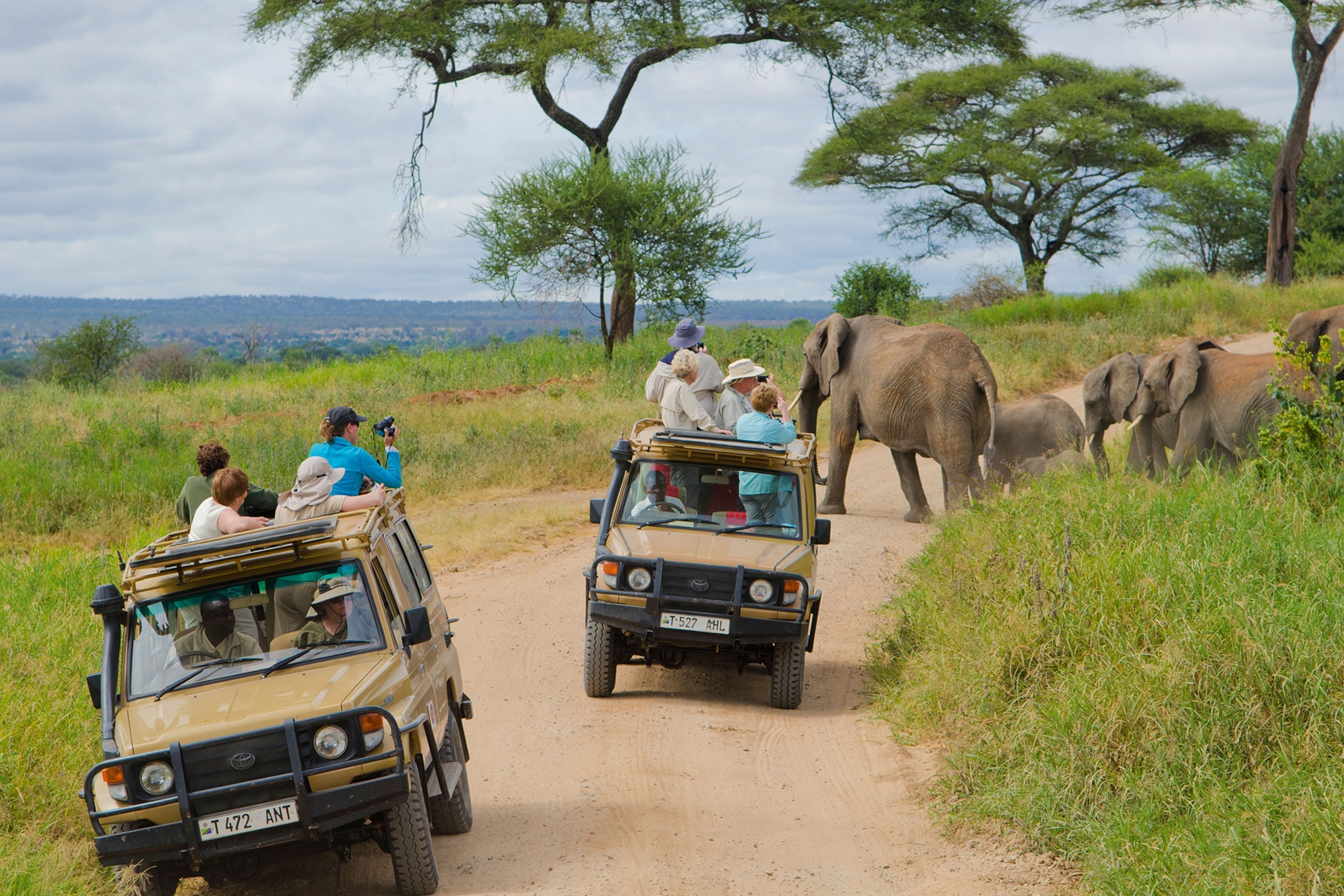A wide shot of two safari cars stopped in the middle of a dusty road by a group of passing elephants in an African national park.