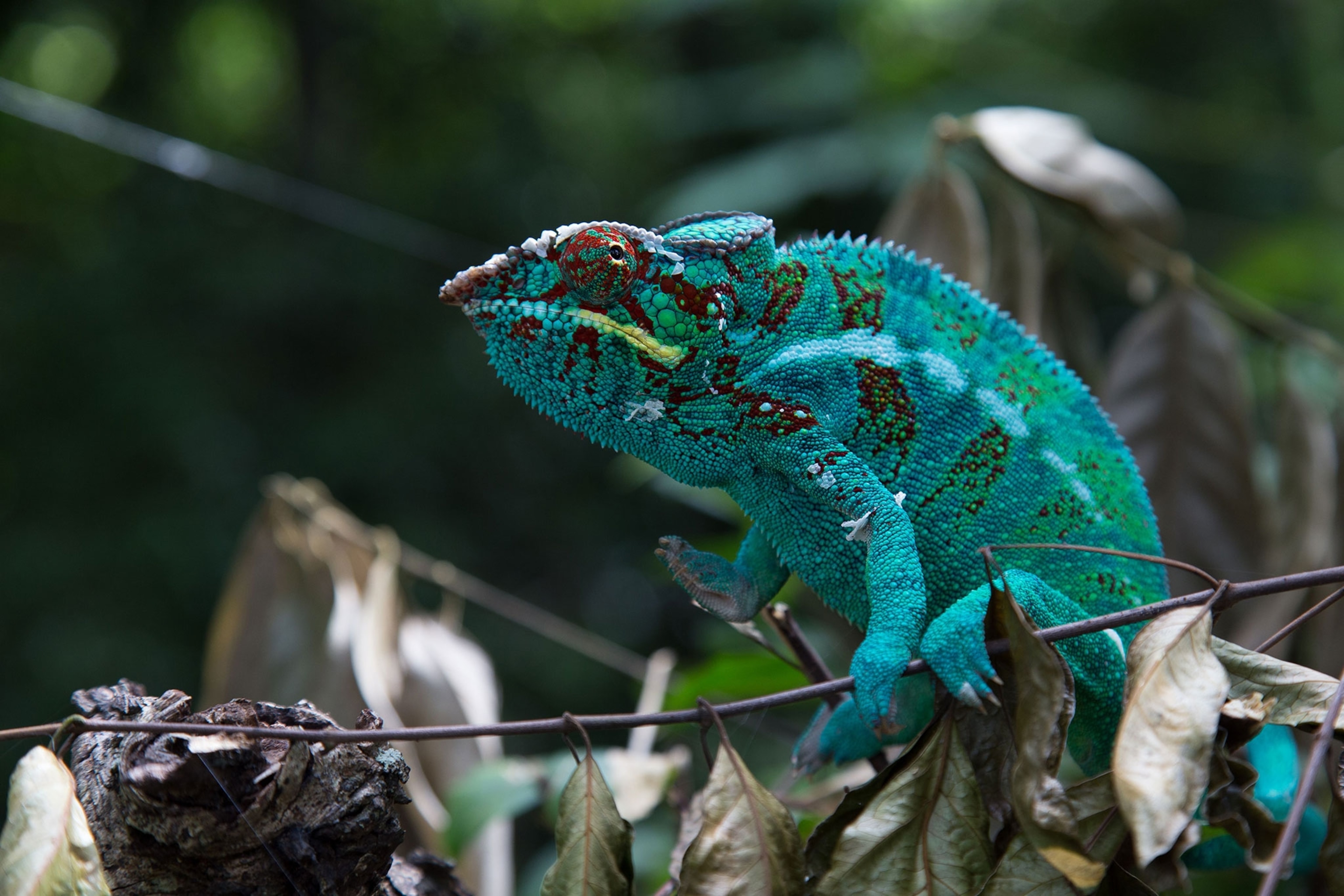 a chameleon