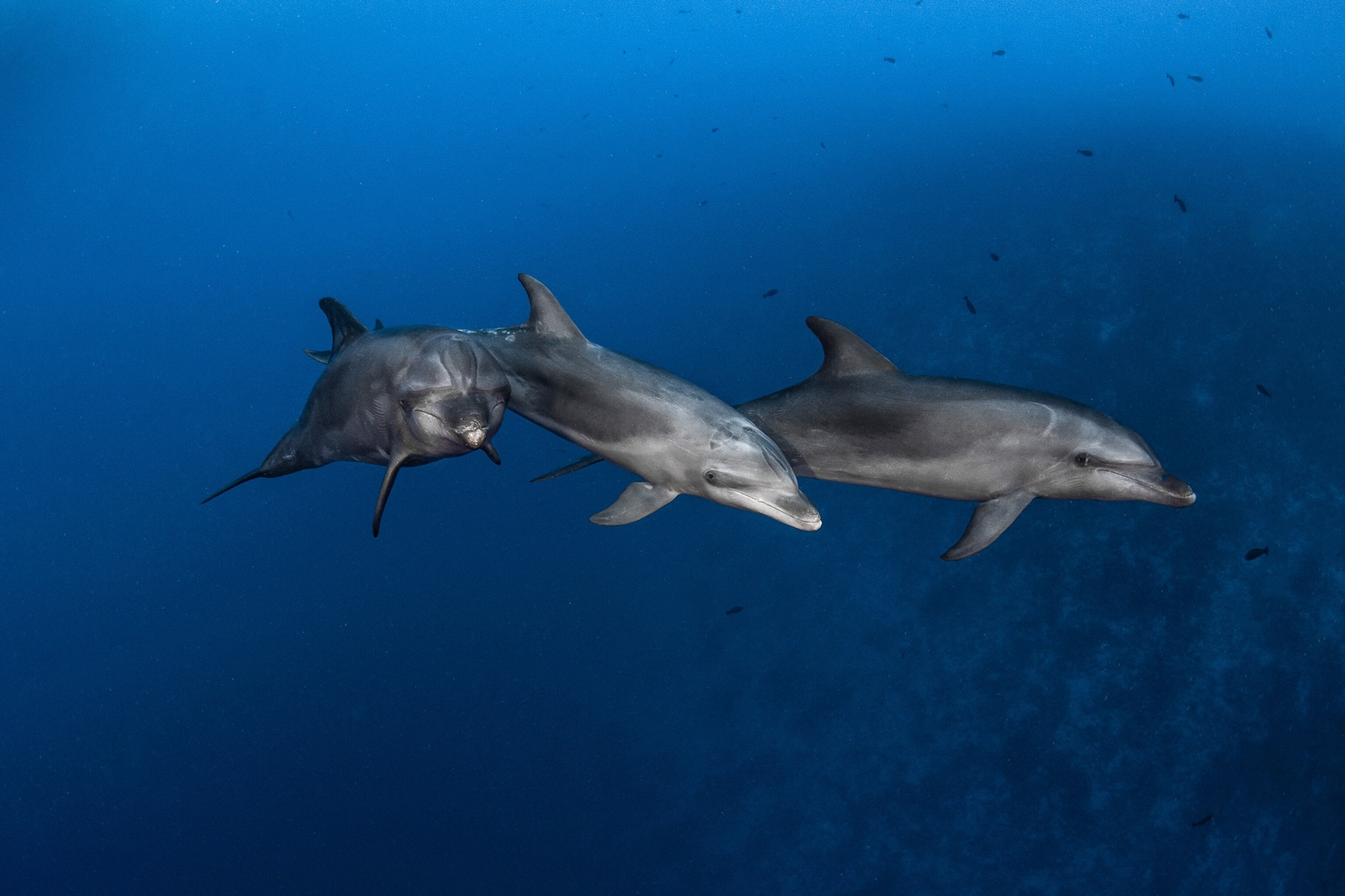 bottlenose dolphins swimming