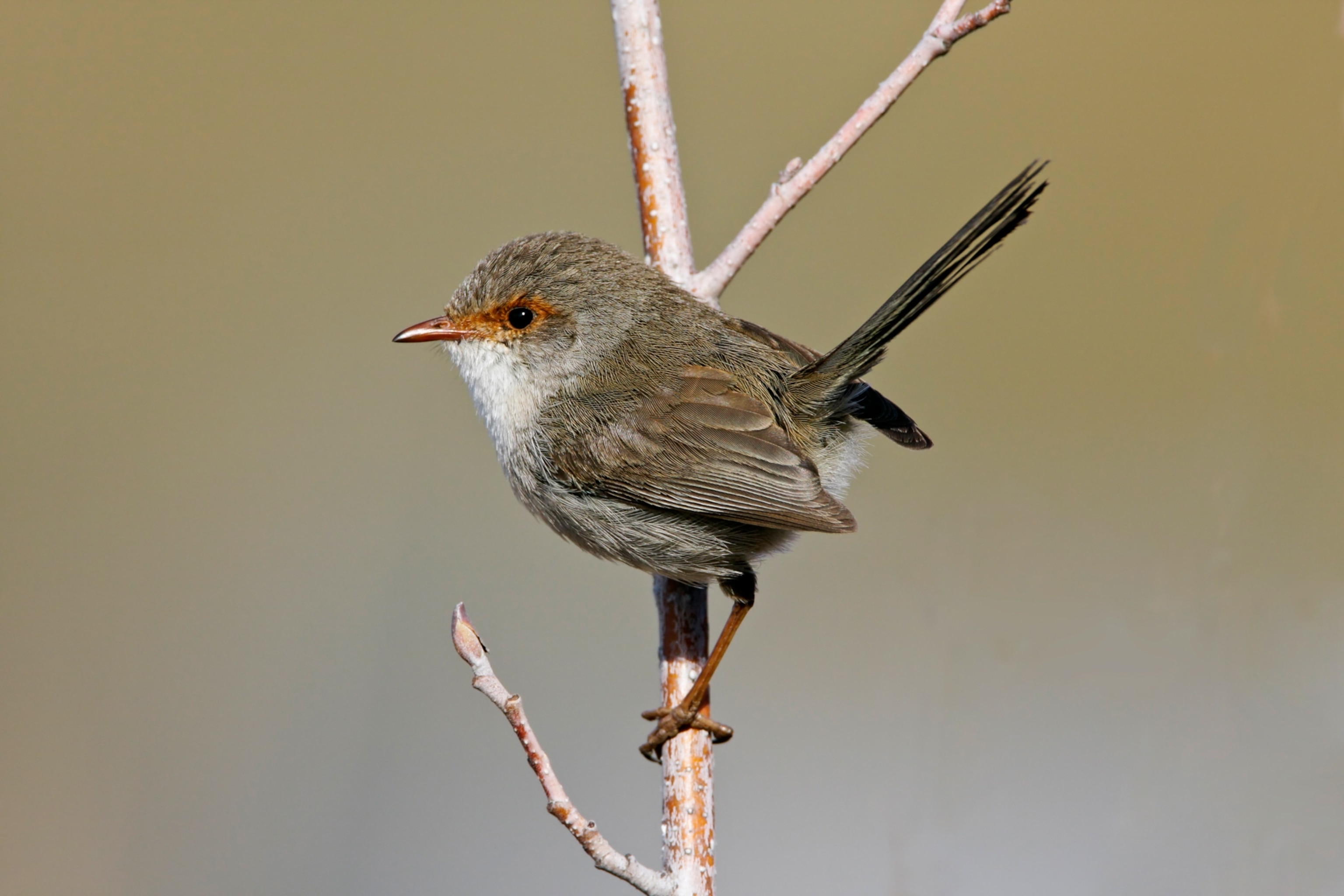 a superb fairy wren on a branch.