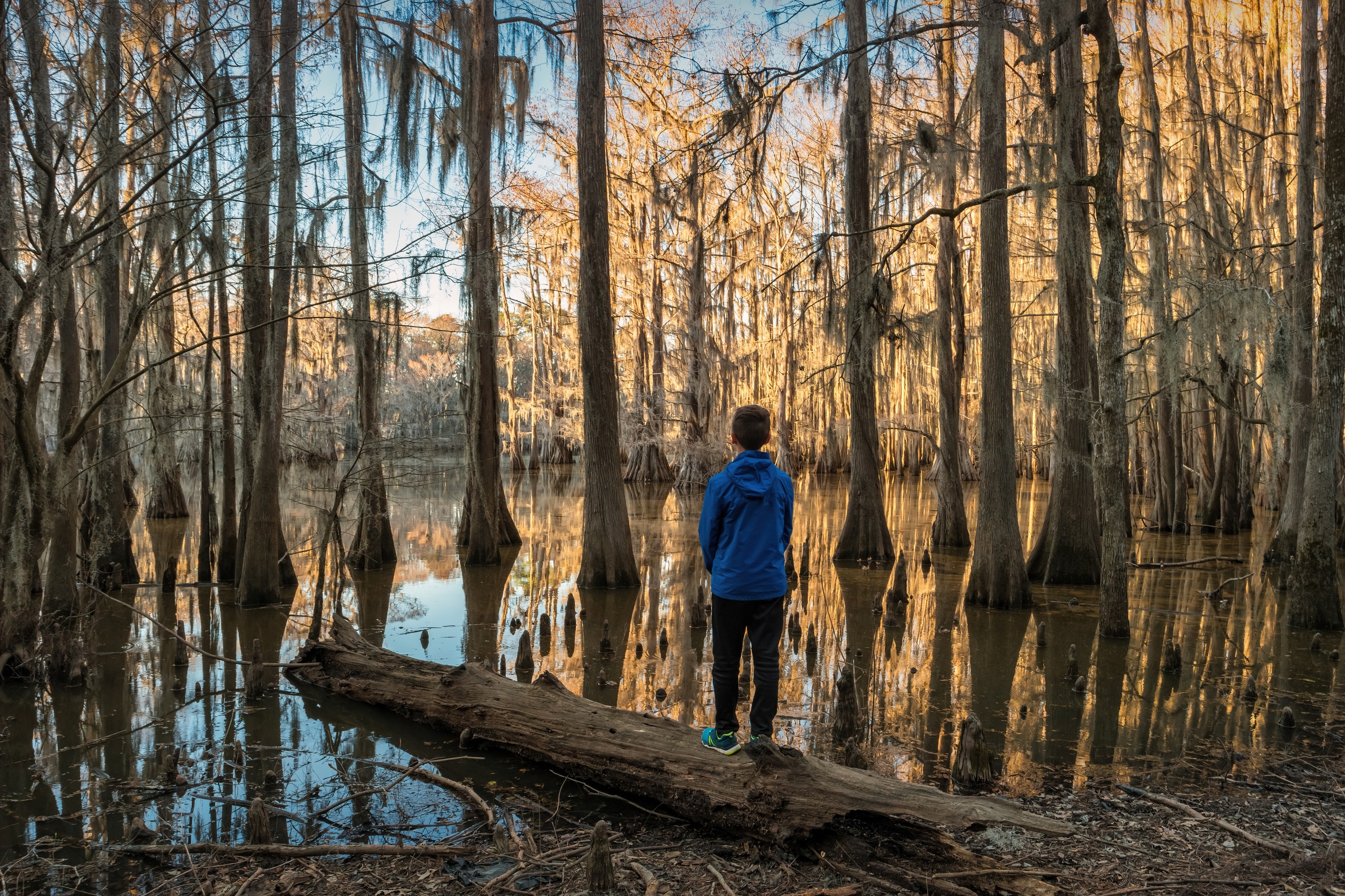 A young boy wearing a blue sweatshirt stands on a log at the edge of a swamp surrounded by cypress trees and water.