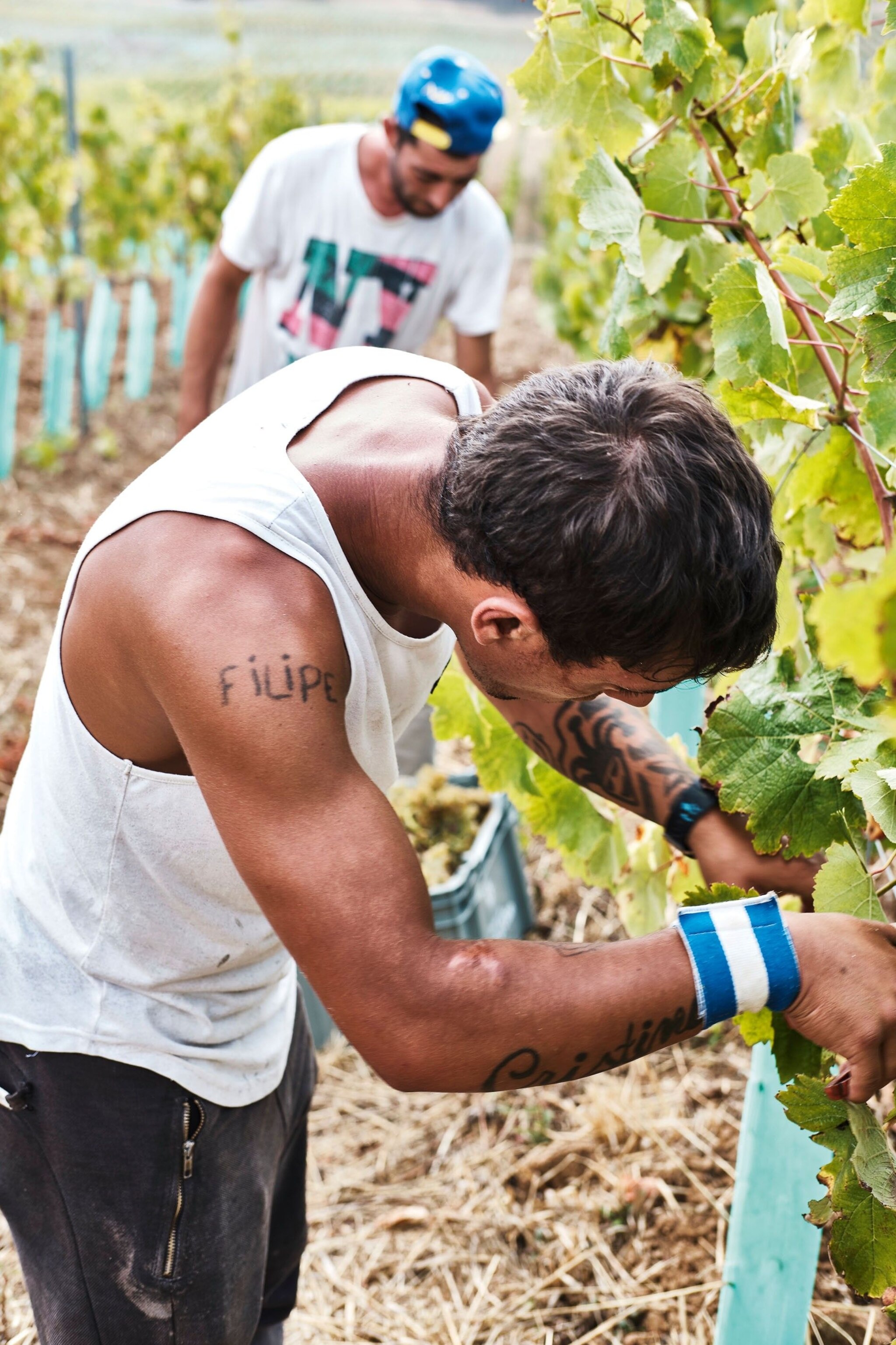 Farmers picking grapes at Quinta do Monte d'Oir, translating to 'Mountain of Gold'.
