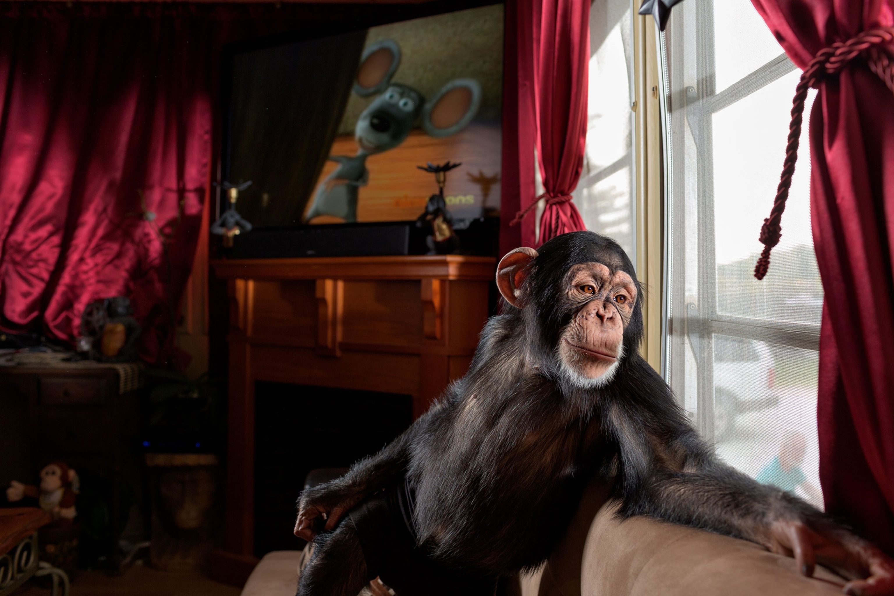 Florida animal trainer Pamela Rosaire Zoppe bought Chance from pet owners who could no longer keep him. He now appears in Hollywood films. ''Chimps are so intelligent that they get  bored,''she says.