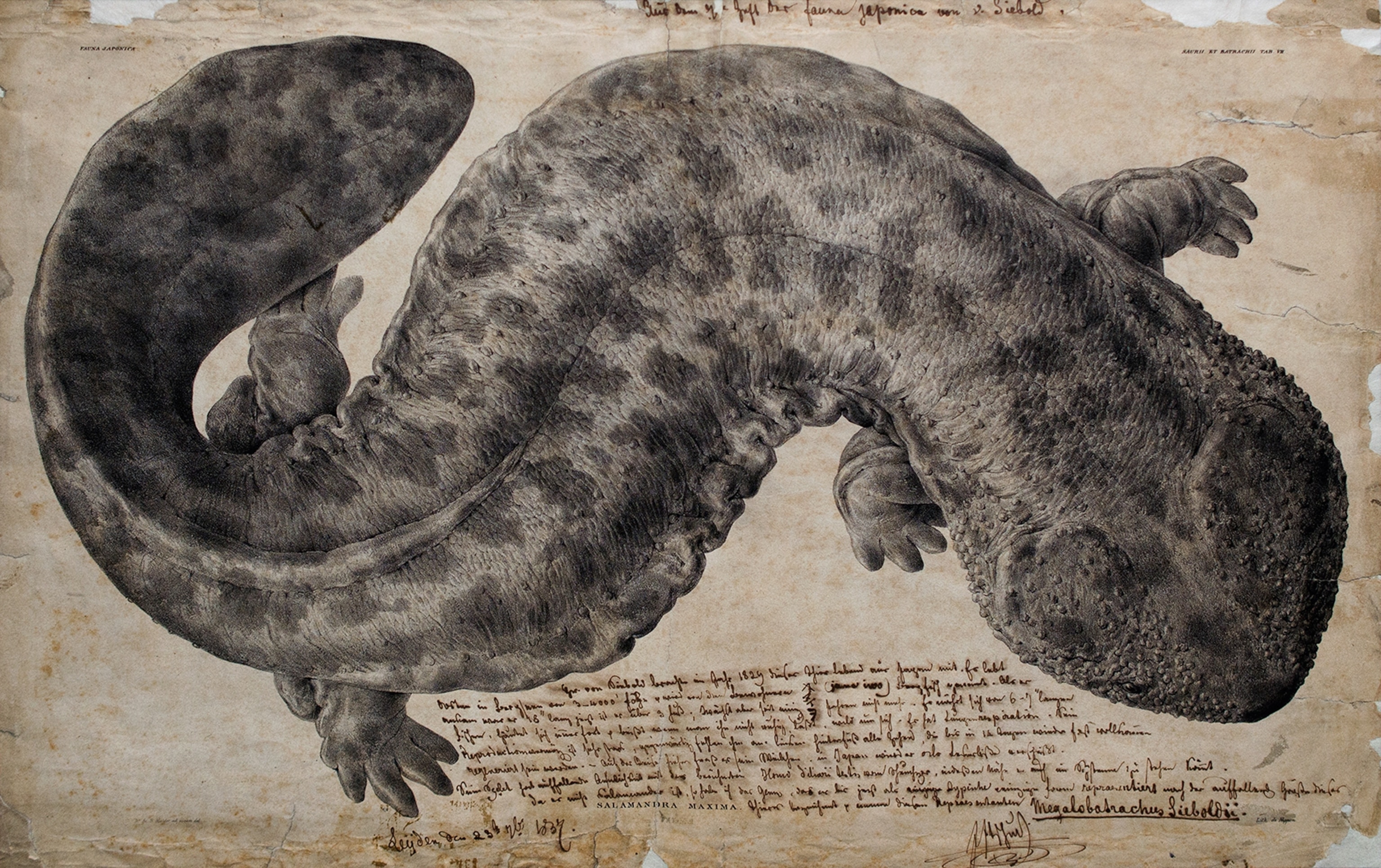 a sketch of a giant salamander.