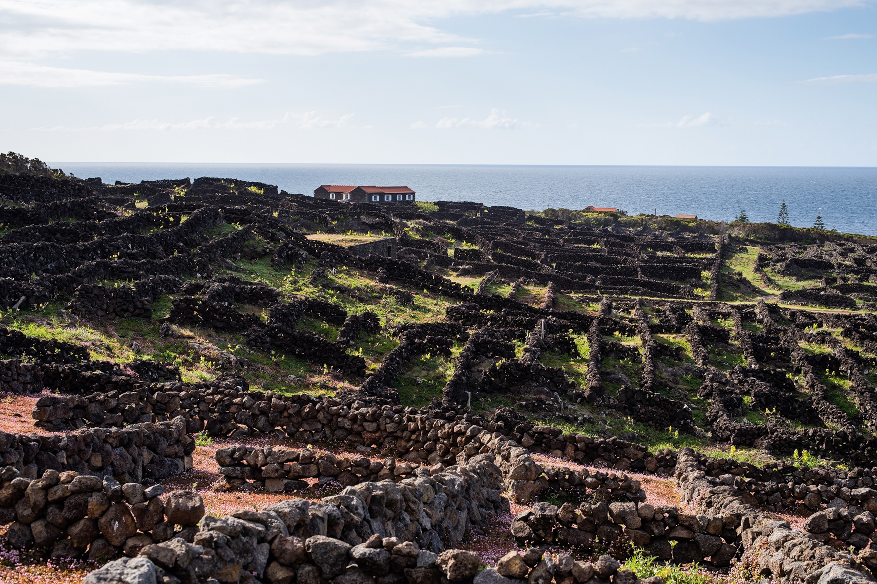 The edge of an island plateau with a low maze of stone walls and a house in the distance with views over the ocean.