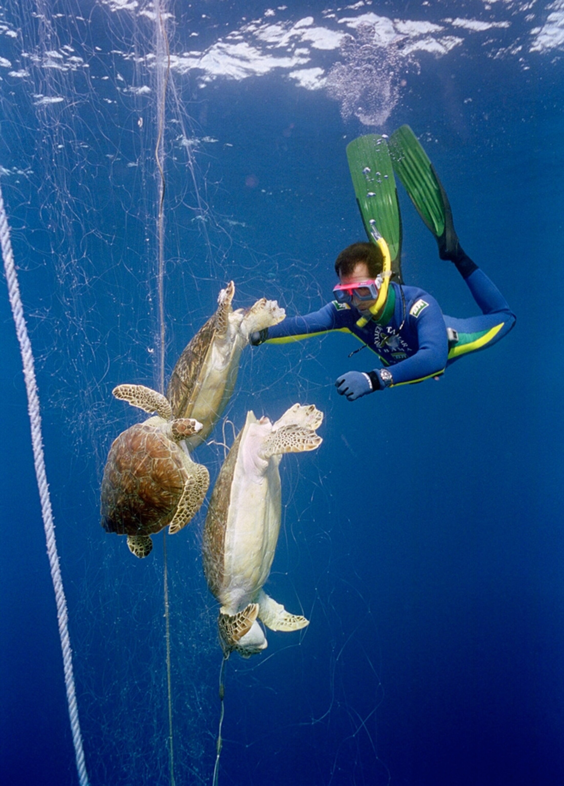 Picture of a diver freeing sea turtles from a fishing net.