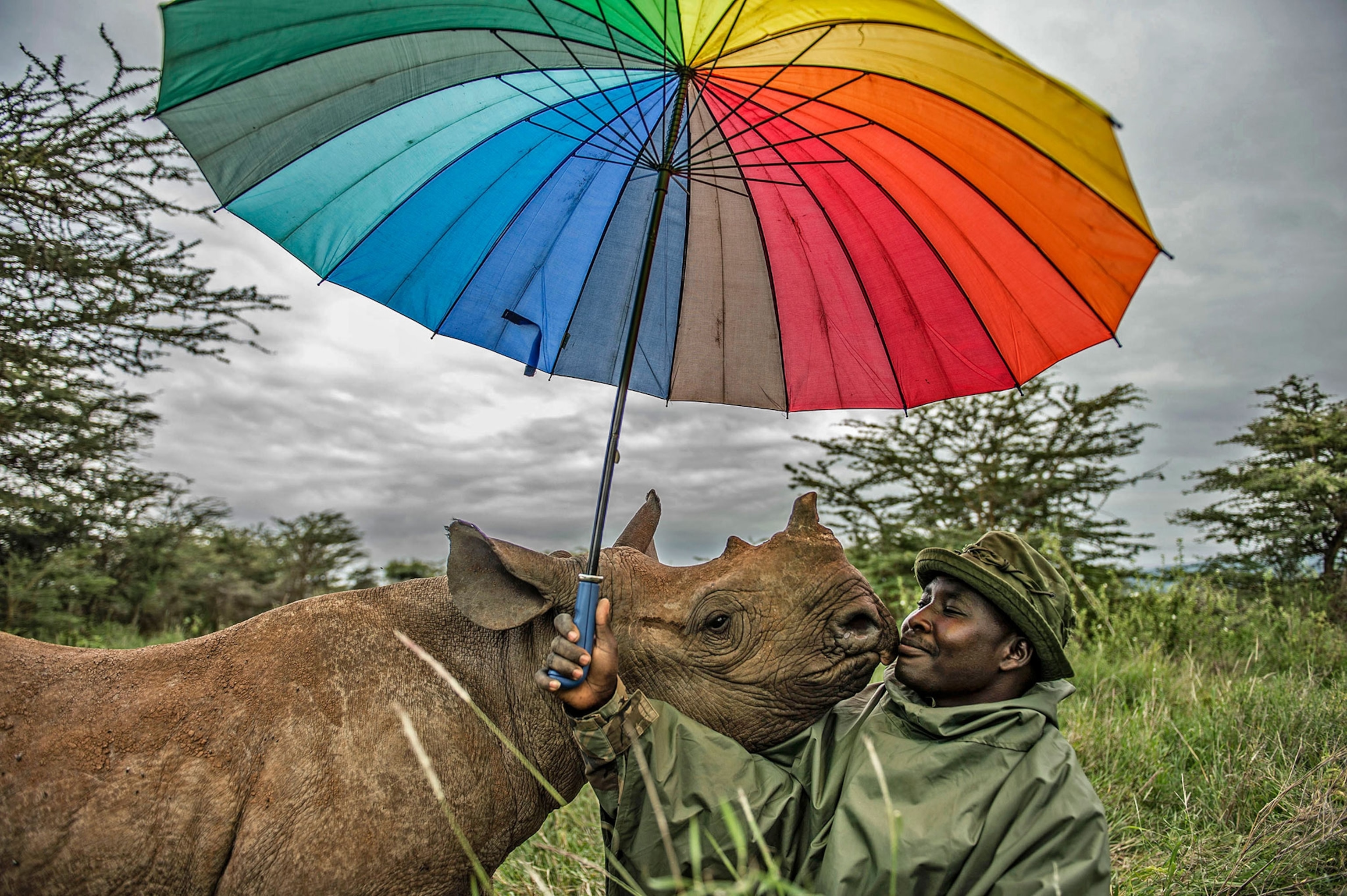 a rhino and its keeper under a rainbow umbrella