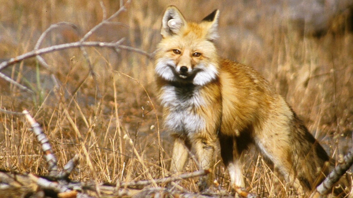 "Lost" Fox Subspecies Found via Saliva Analysis