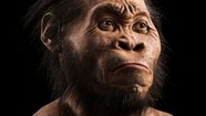 Homo Sapiens Sapiens Pictures
