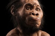 Homo Sapiens
