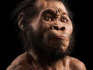Hominids Timeline For Kids