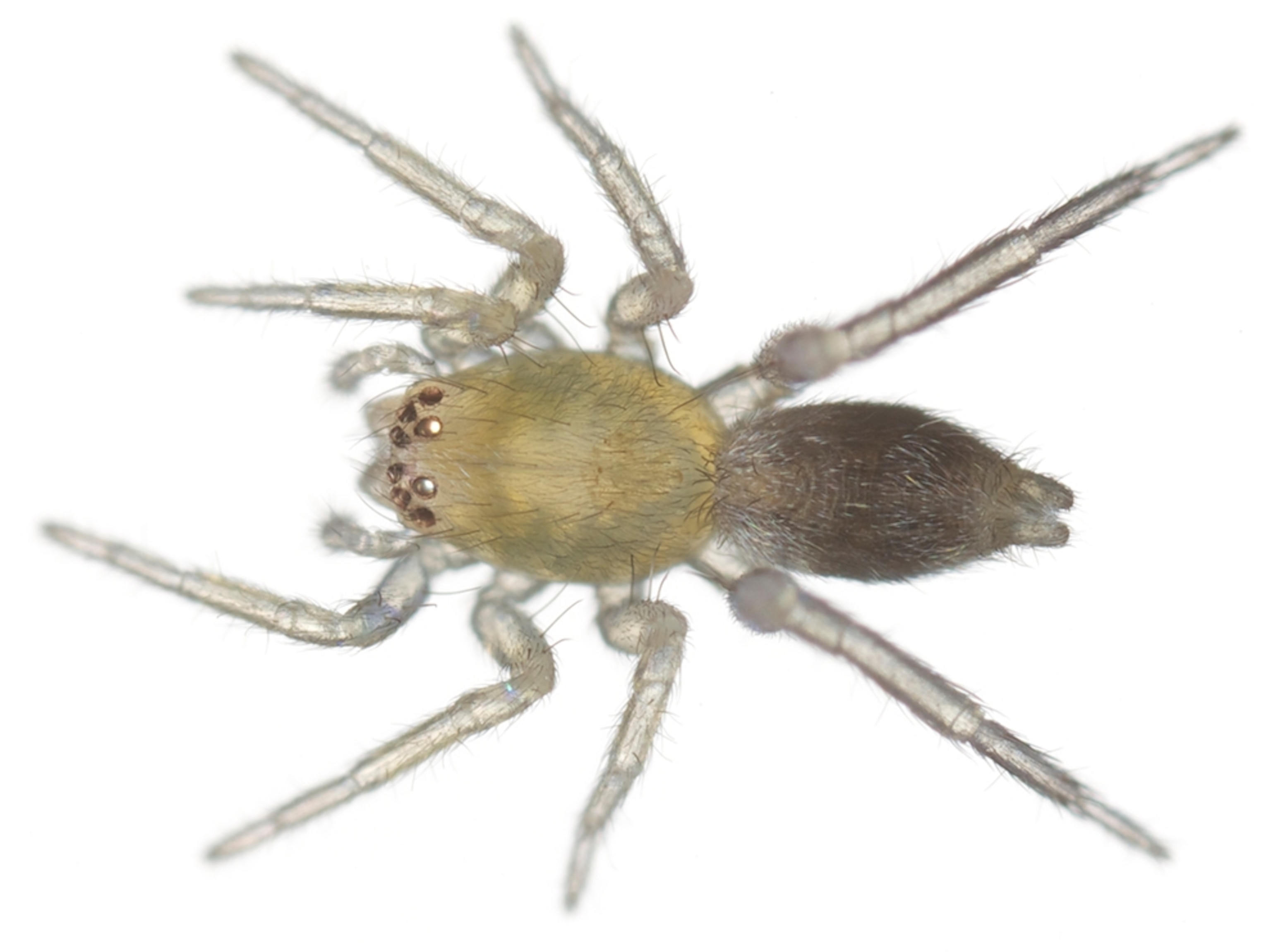 Common Name: spider, Scientific Name: Clubiona sp., Magnification: 5x,