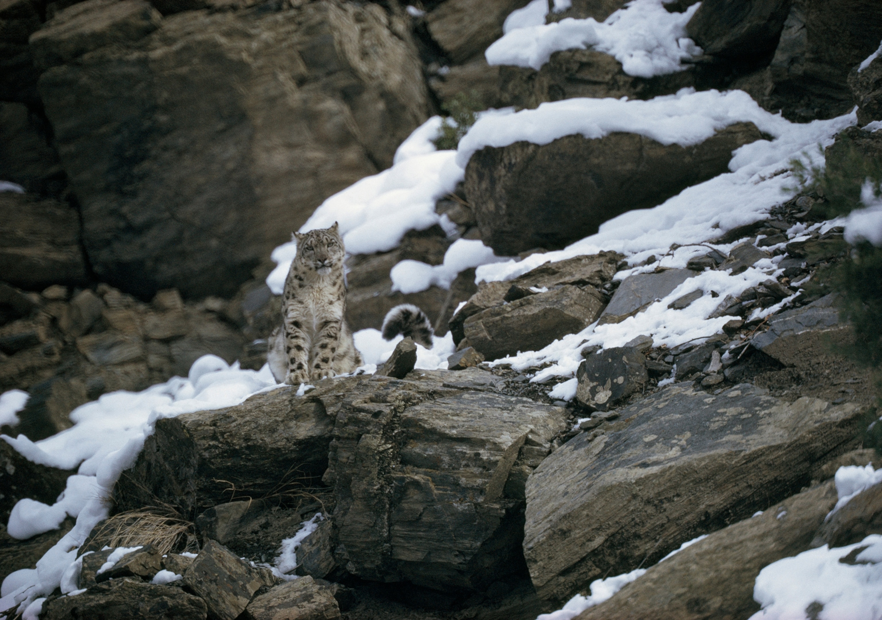 Snow leopard on rocky perch with pale eyes and steady gaze.