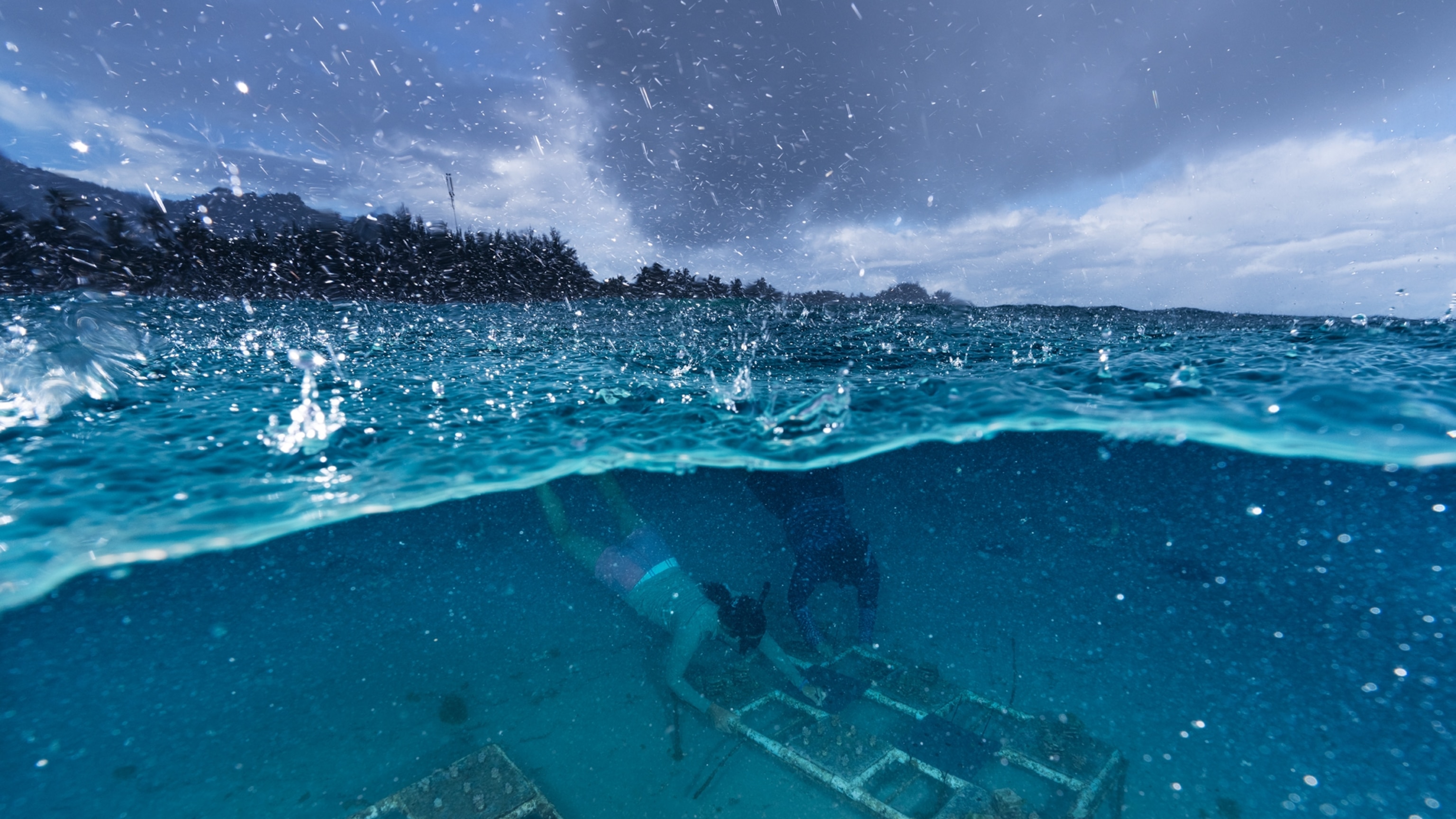 Survival of the fittest? For coral, it’s the most cooperative who may succeed.