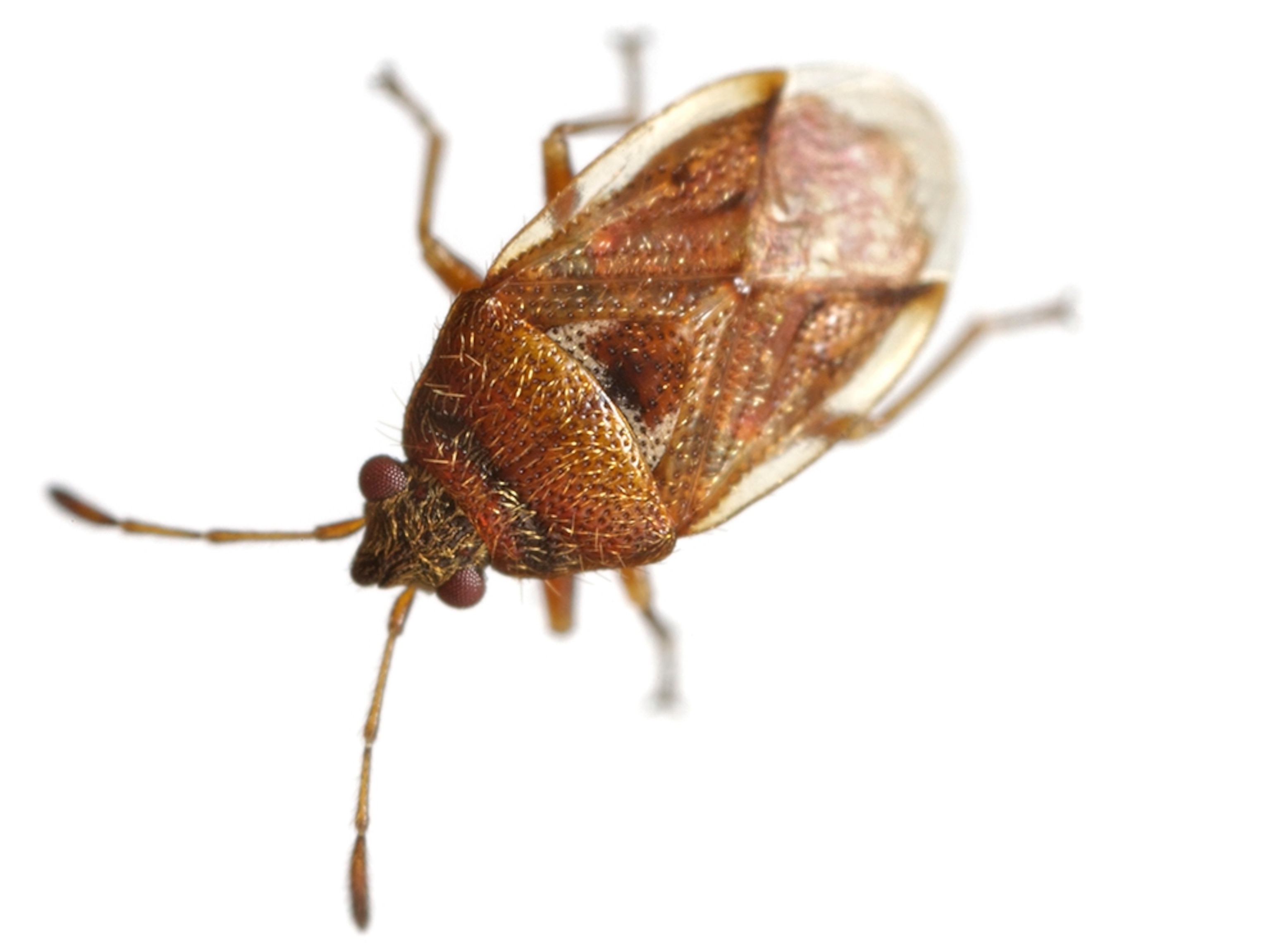 Common Name: Pallax seed bug, Scientific Name: Neocrompus pallax, Magnification: 5x,