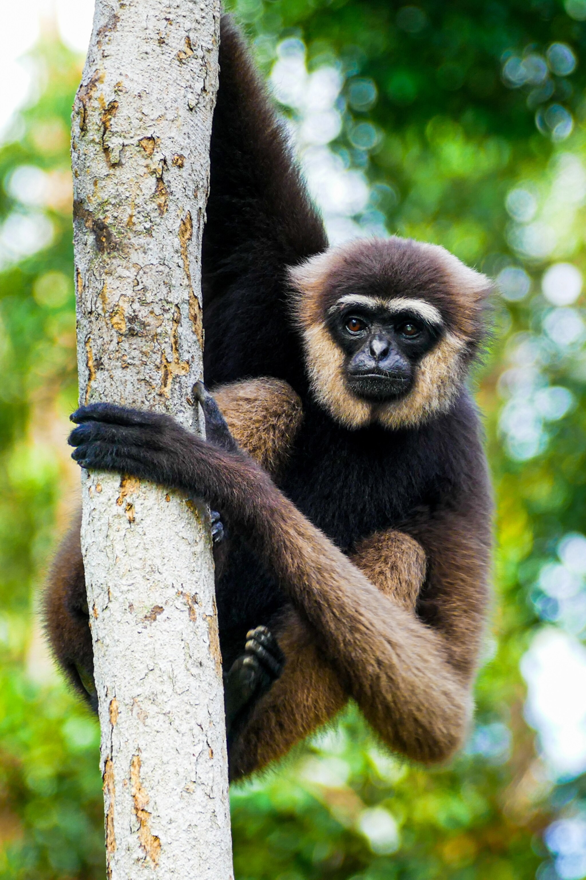 a monkey in borneo