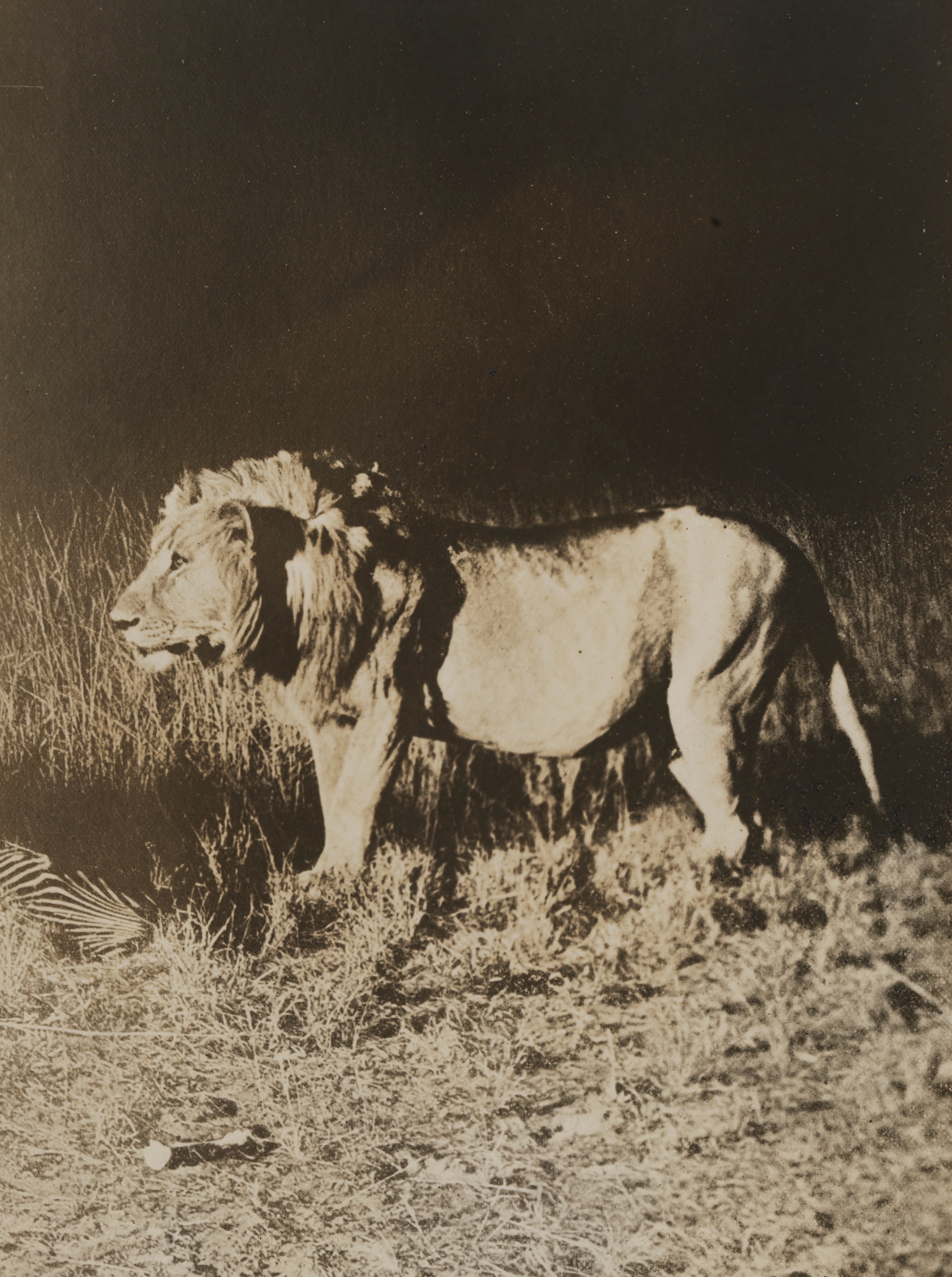 A lion stands horizontal to the camera