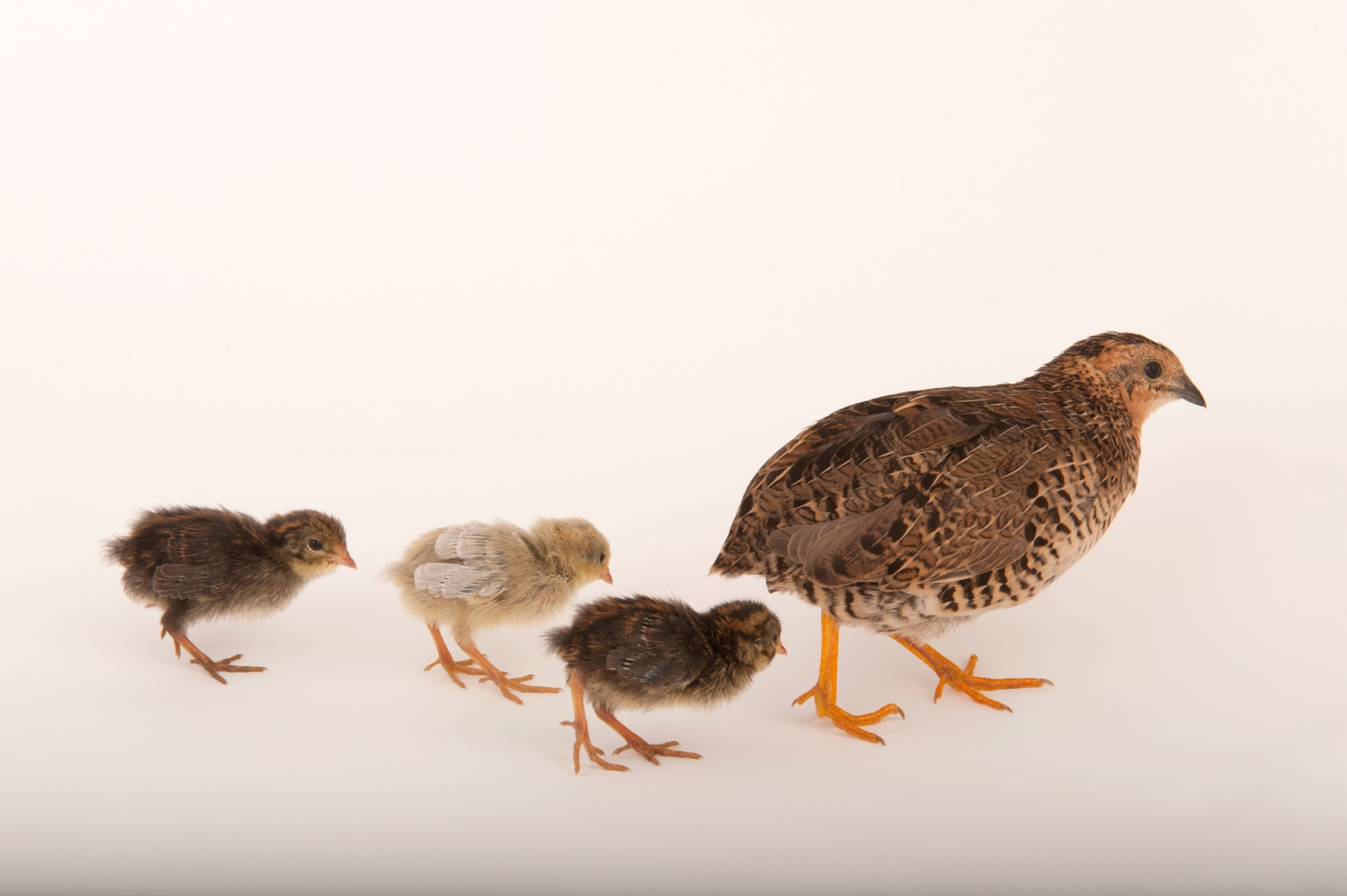 A King quail, Coturnix chinensis, also known as Chinese painted quail.