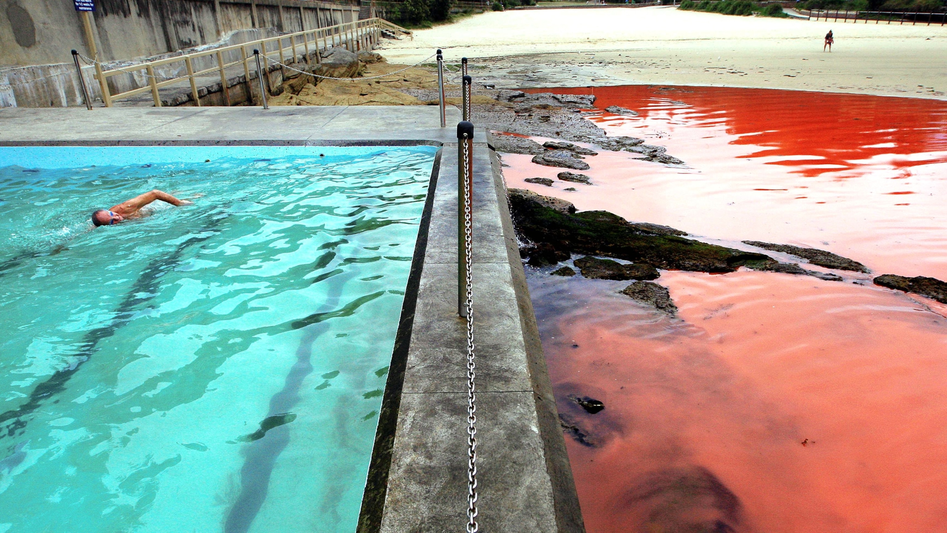 red algae in pool