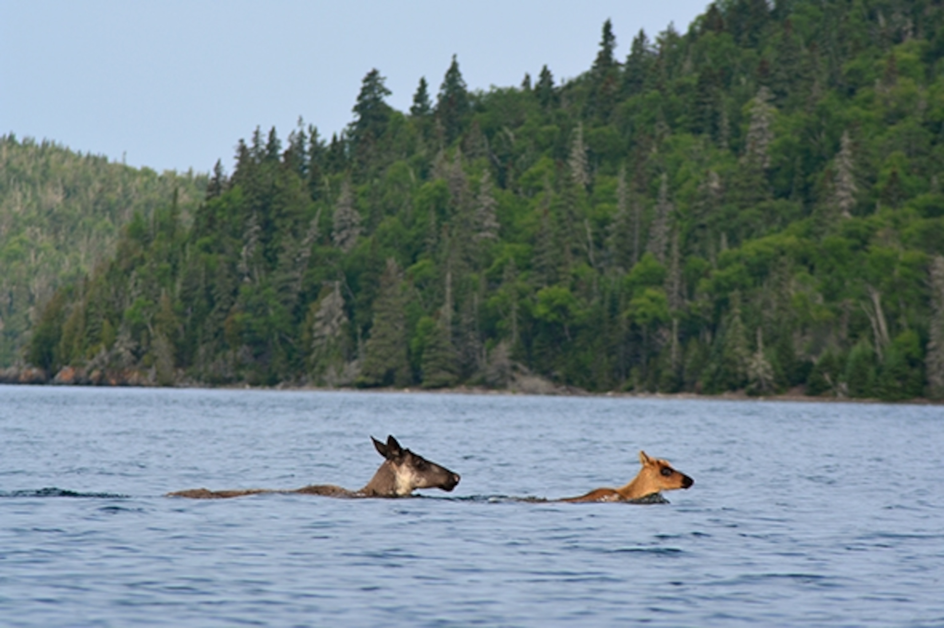 A mother and her calf cross Lake Superior to an adjacent island.  (Photograph by Paul Steyn)