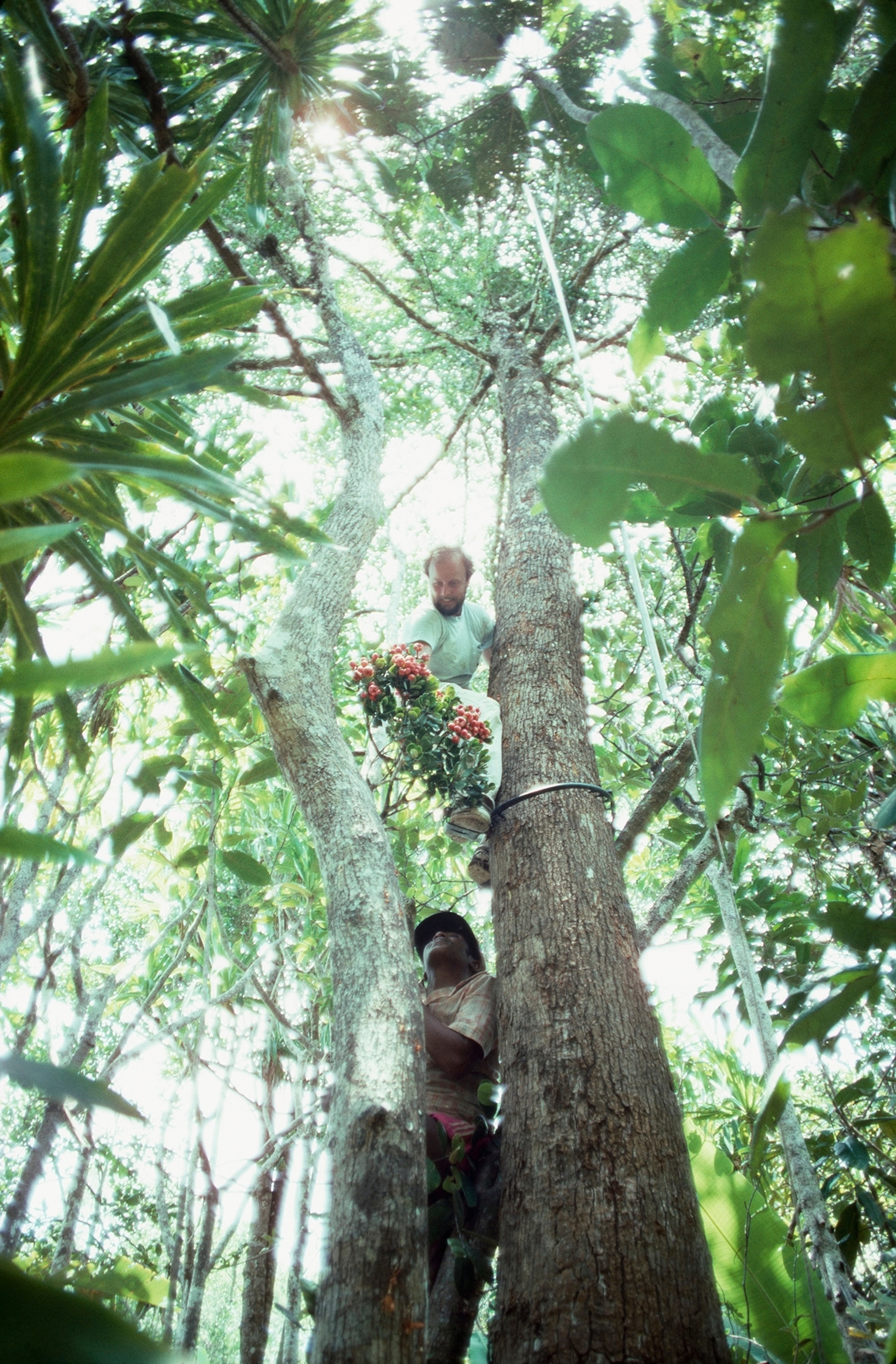 Botanists bag a rare specimen for the Missouri Botanical Garden.
