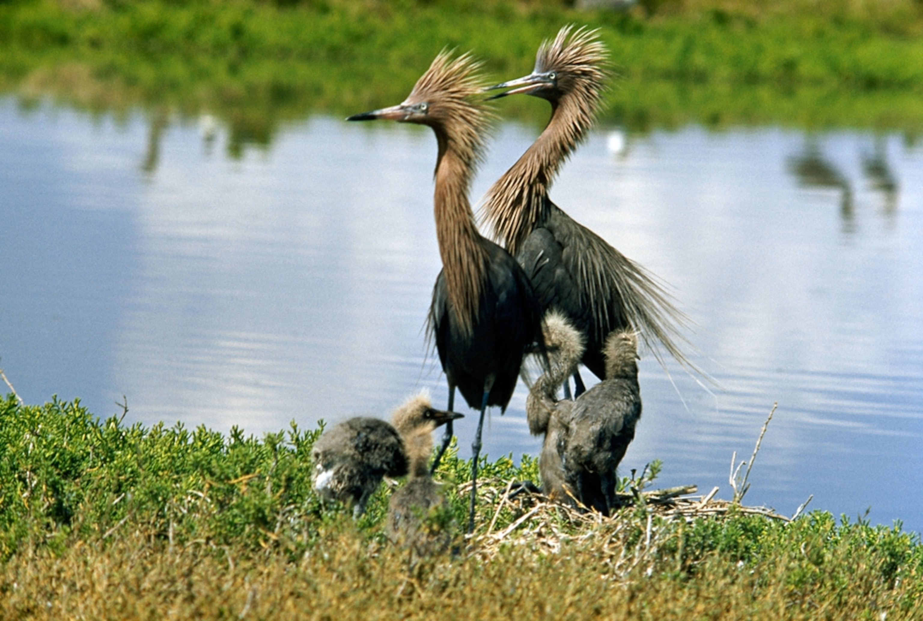 Adult reddish egrets—possibly threatened by the 2010 Gulf of Mexico oil spill—stand with their young near the water's edge.