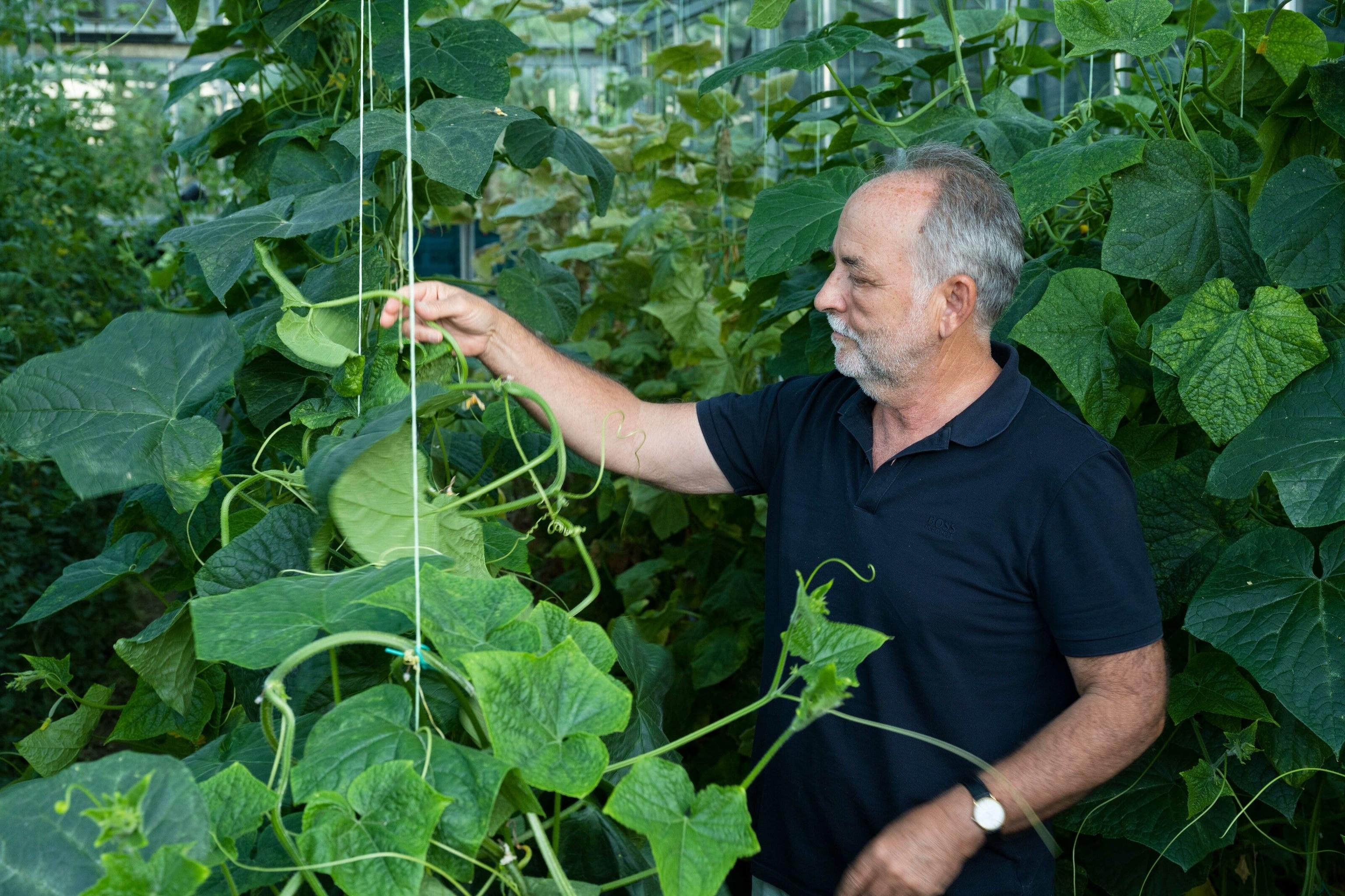 Mr. Vasilis picks vegetables from his greenhouse.