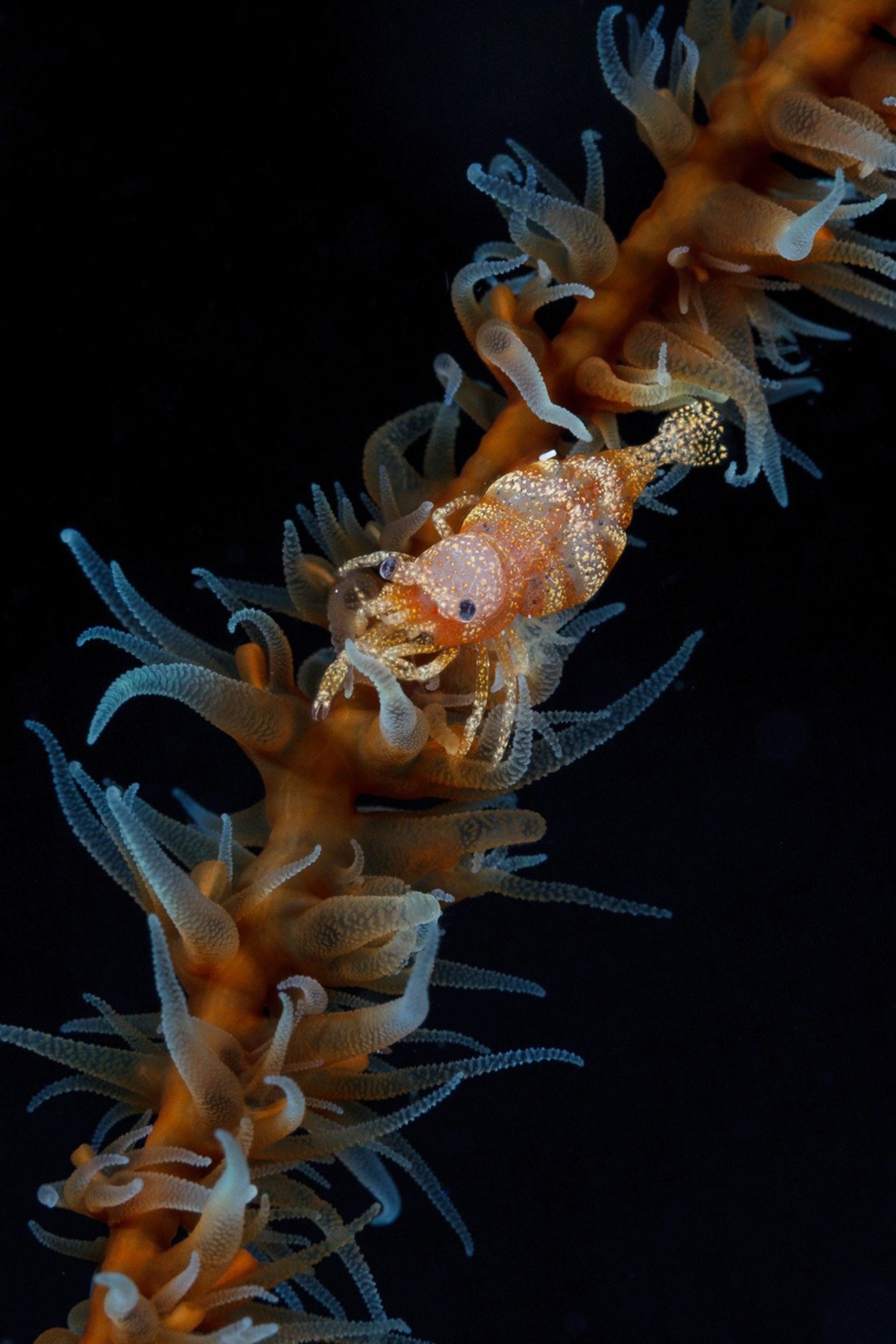 The coloration of this whip coral shrimp