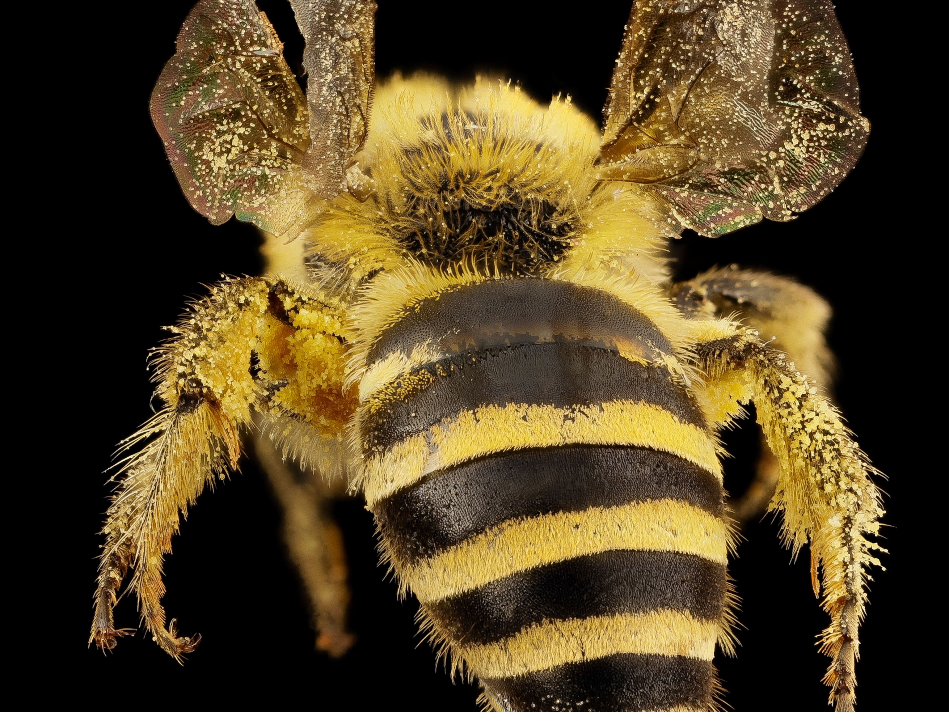 The battle to save the world's biggest bumblebee from extinction, Environment