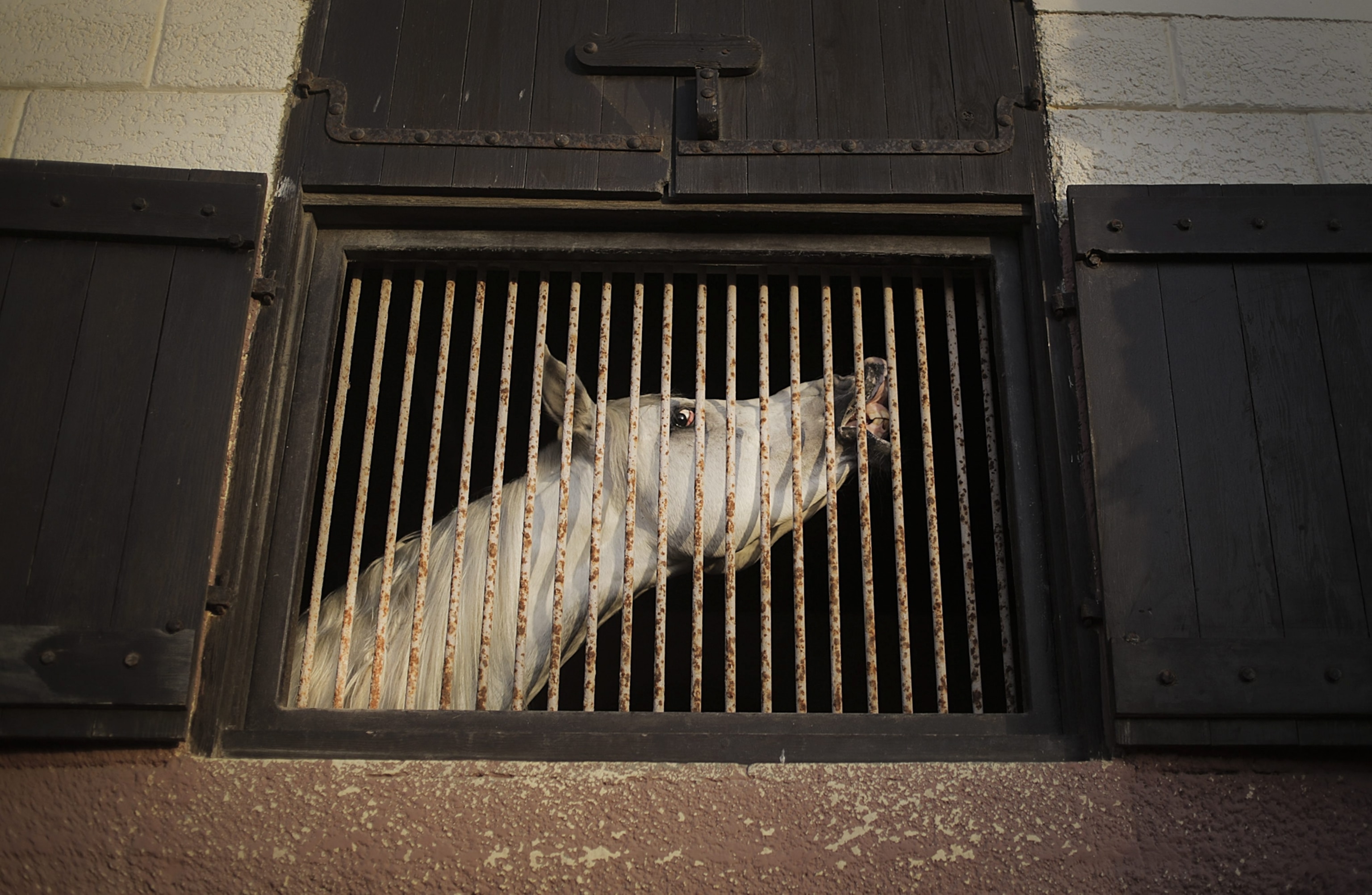 a horse in the Gaza Strip